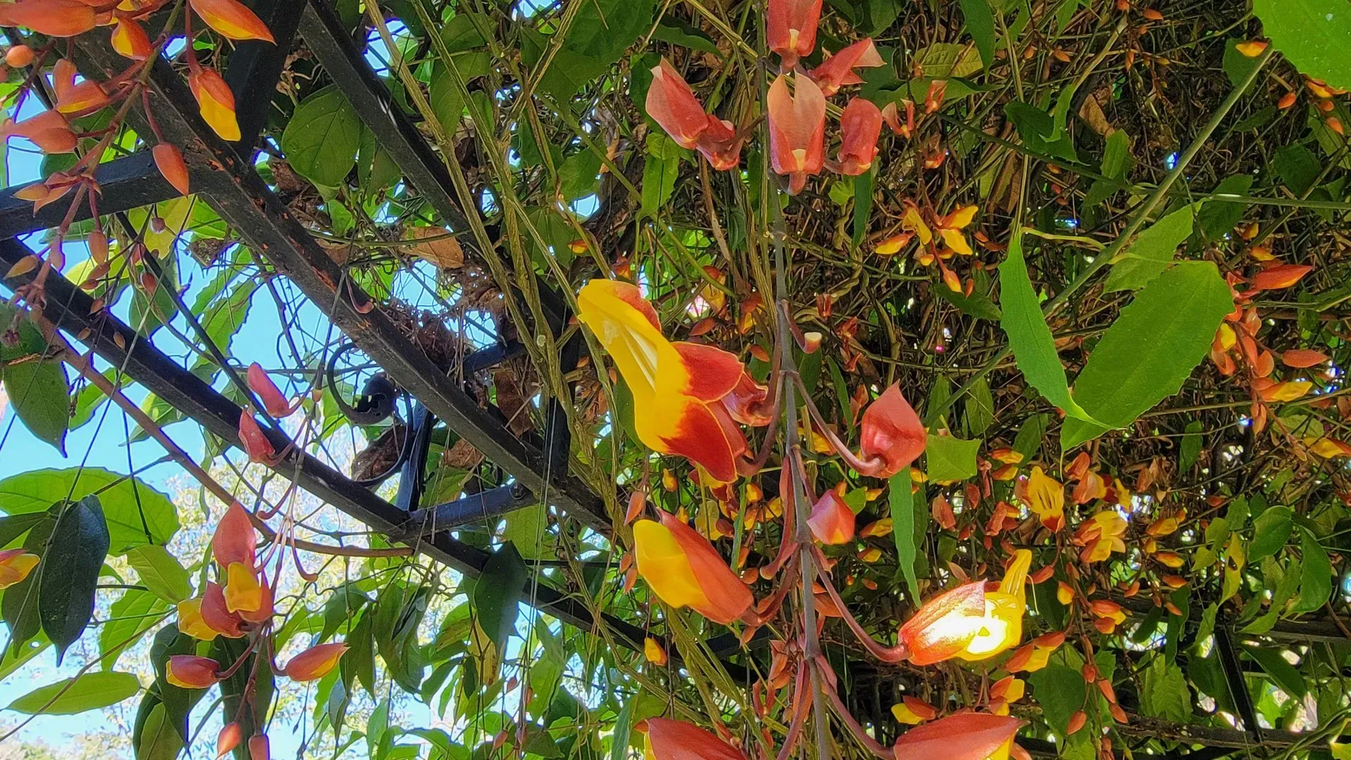 Yellow and orange flowers of a climbing plant, possibly a flame vine, against a trellis and blue sky.