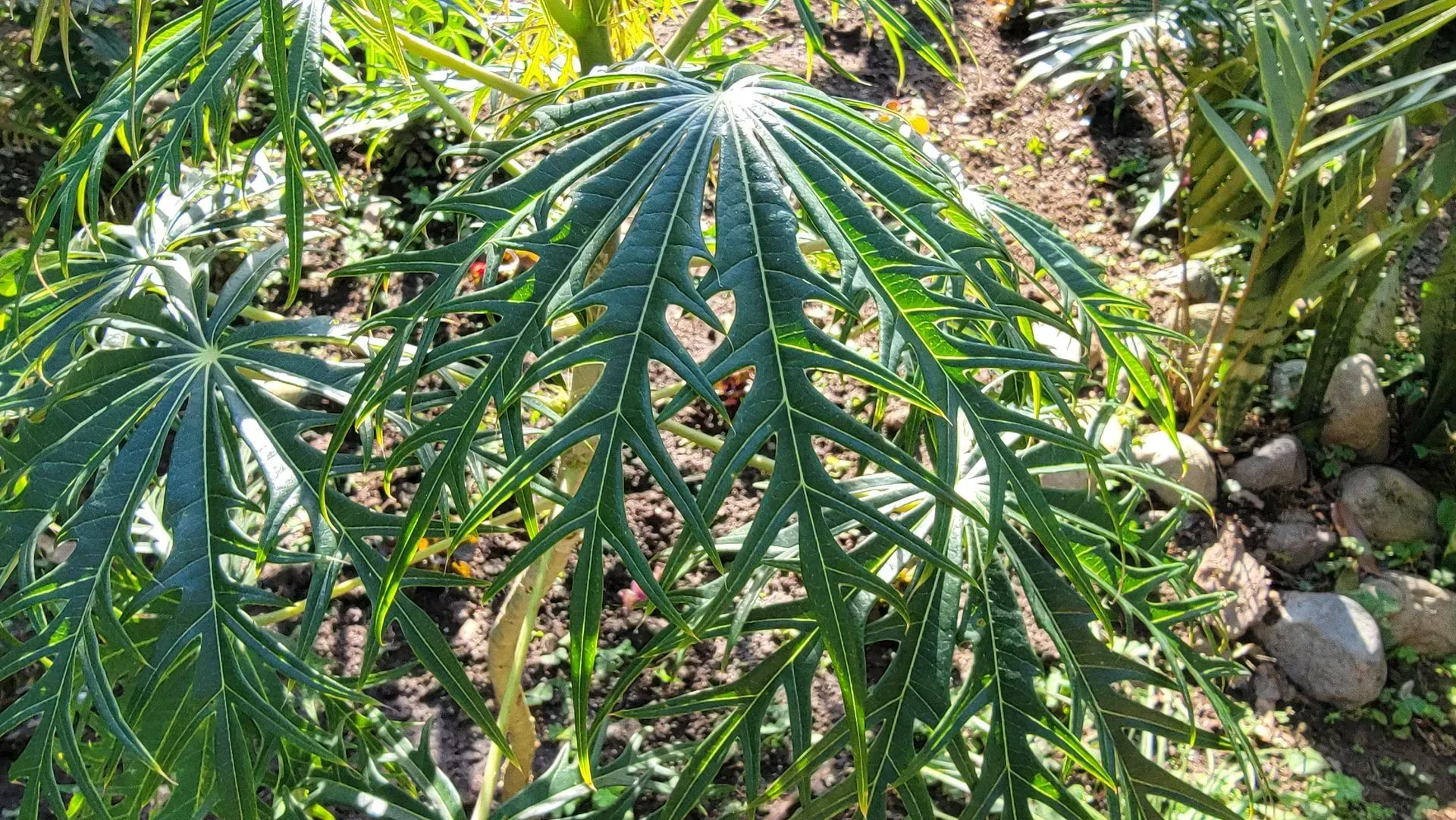 Large, deeply-lobed green leaves with a starburst pattern grow in a garden setting. Sunlight highlights the intricate edges.