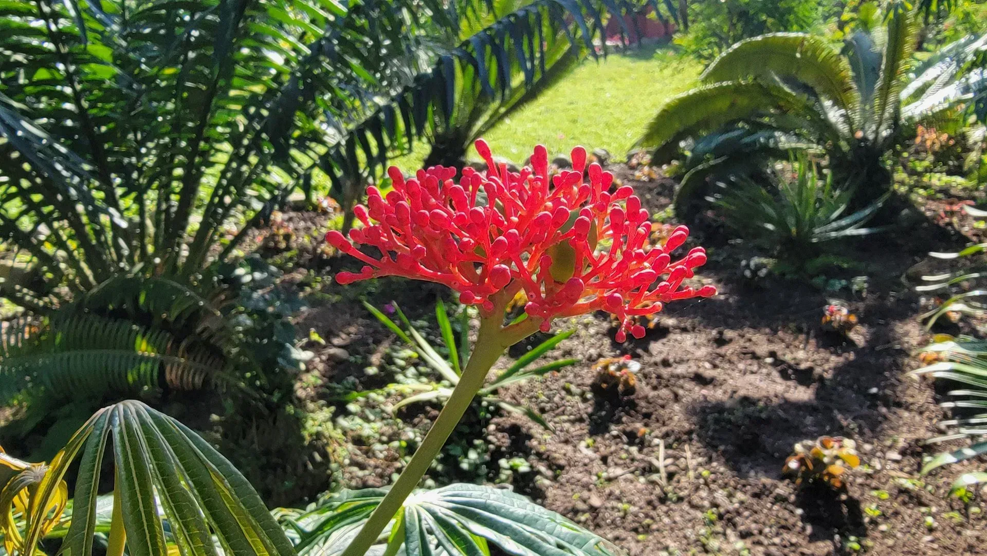 Red flower cluster in bloom, surrounded by lush greenery, in an outdoor garden setting.