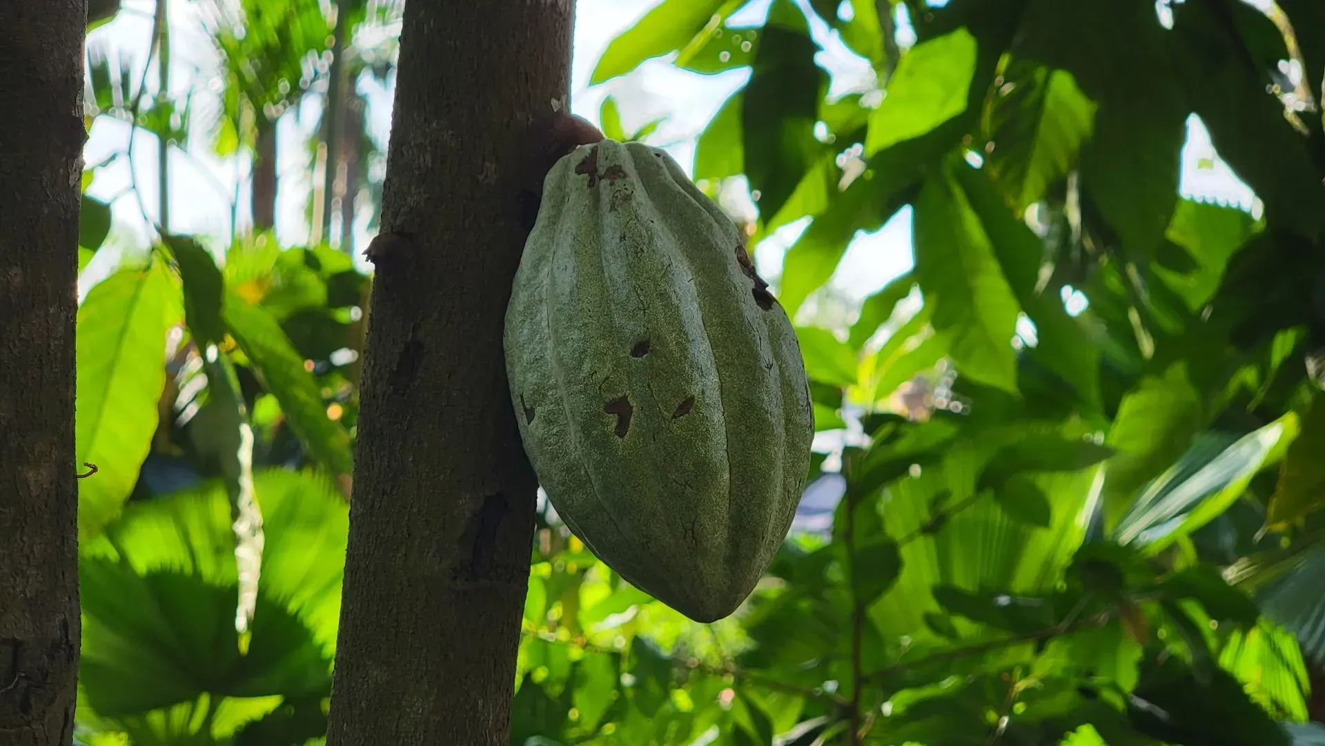 A green cacao pod attached to a tree trunk, surrounded by lush green foliage. Sunlight filters through the leaves.