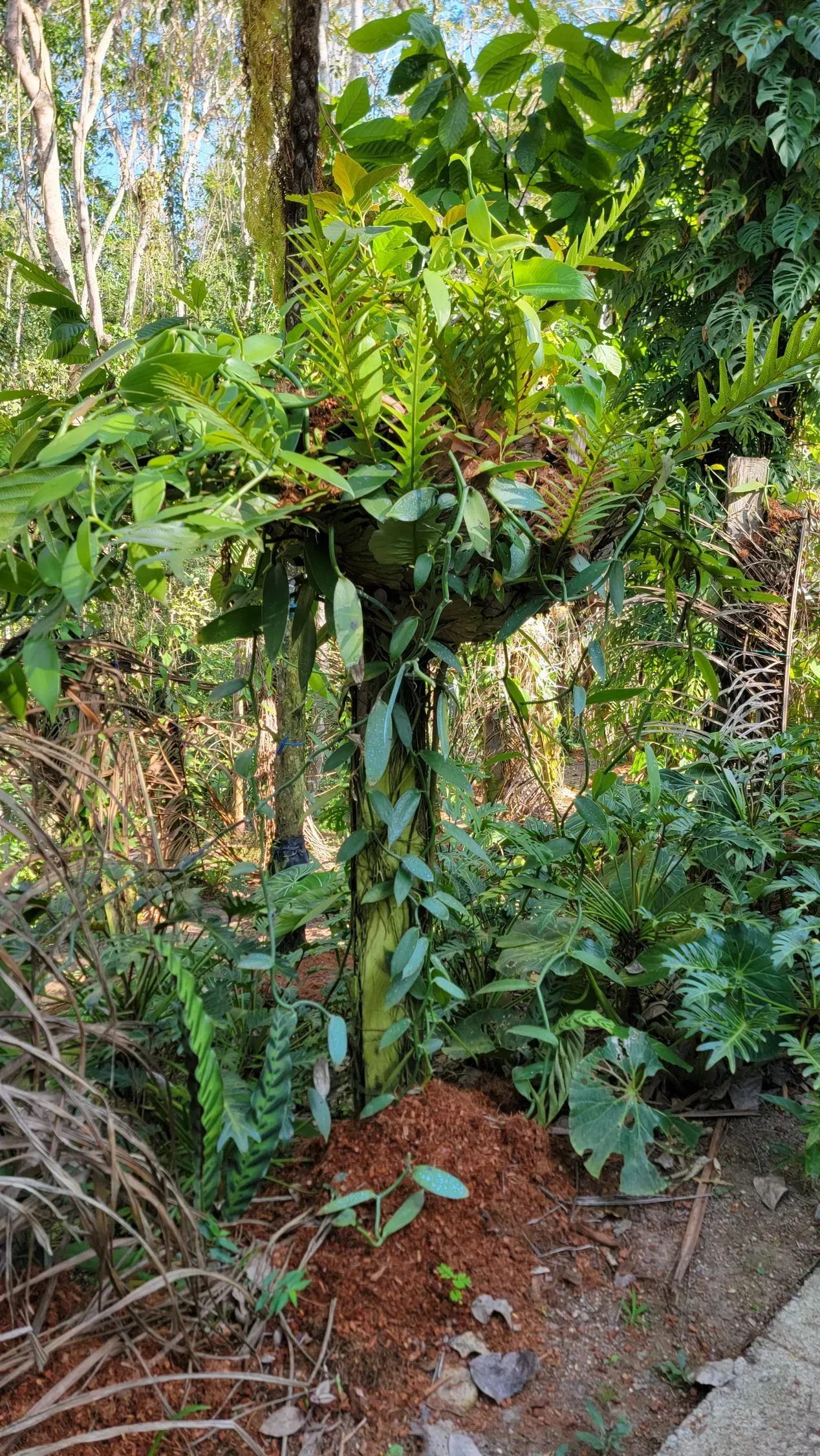 A tree trunk covered in green plants, with a small pile of reddish mulch at its base, set in a lush, overgrown forest.