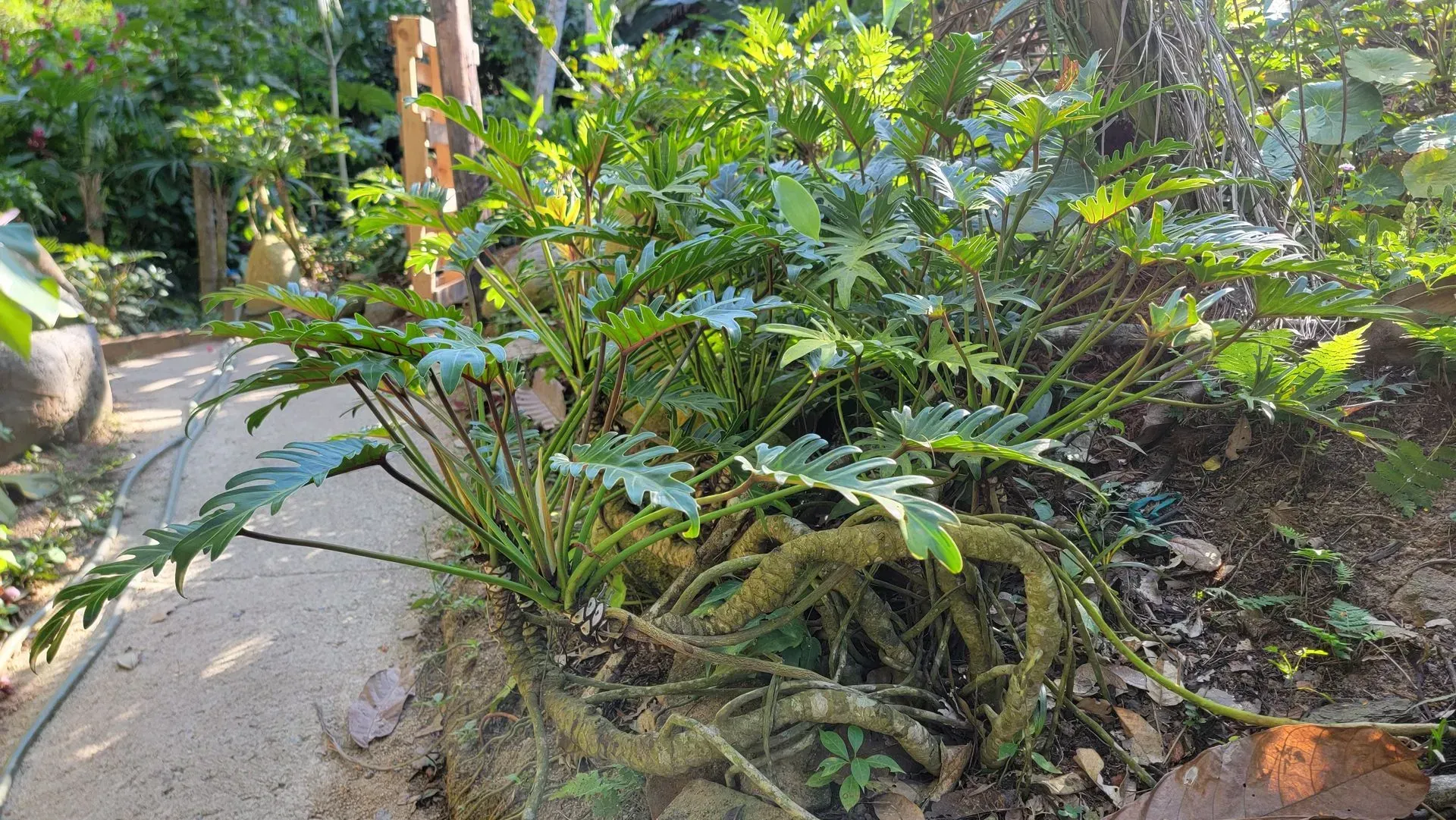 Green philodendron plant with deeply lobed leaves growing on a mossy, root-filled mound in a garden setting.