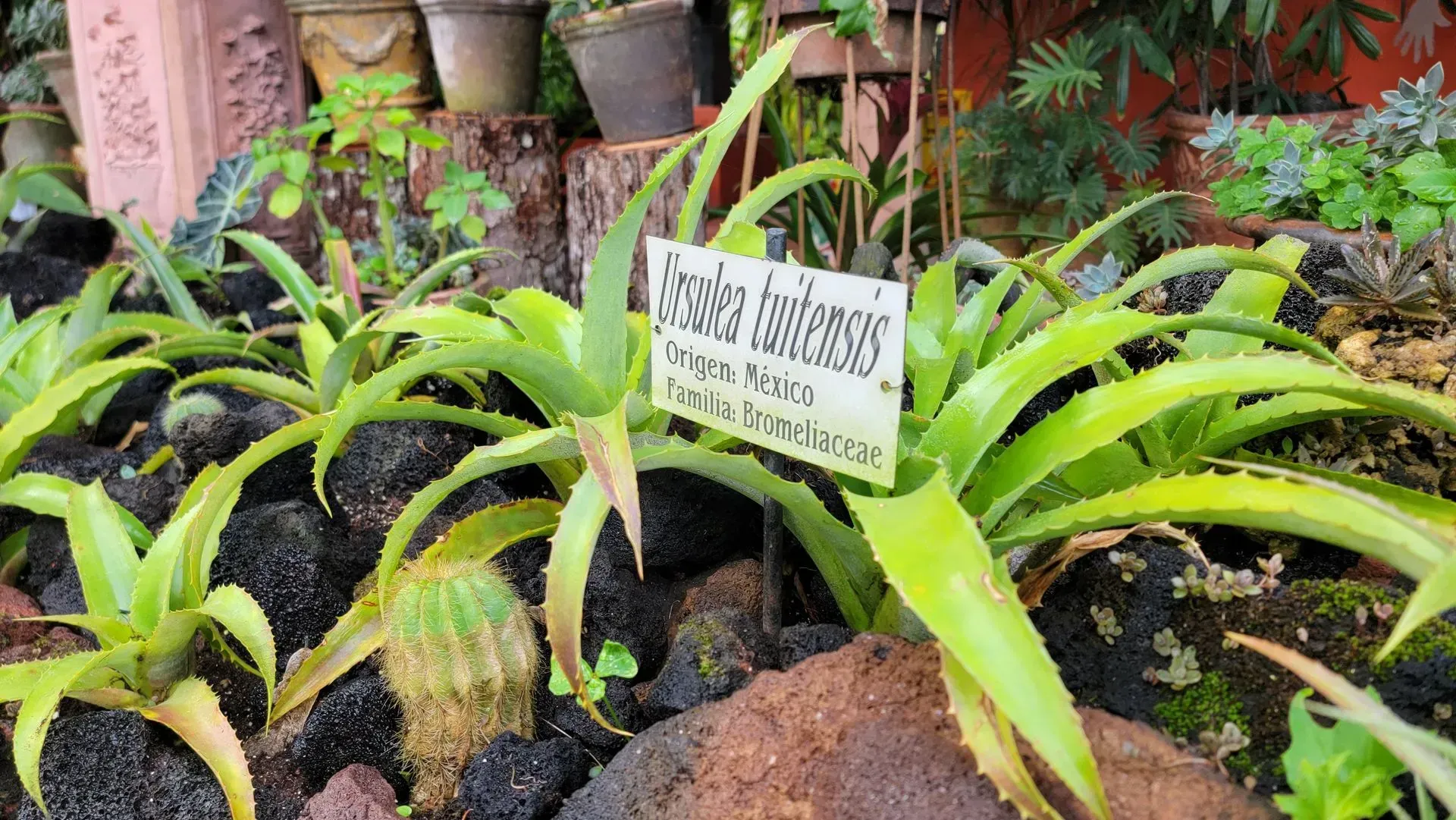 A garden bed with several spiky green plants, one labeled