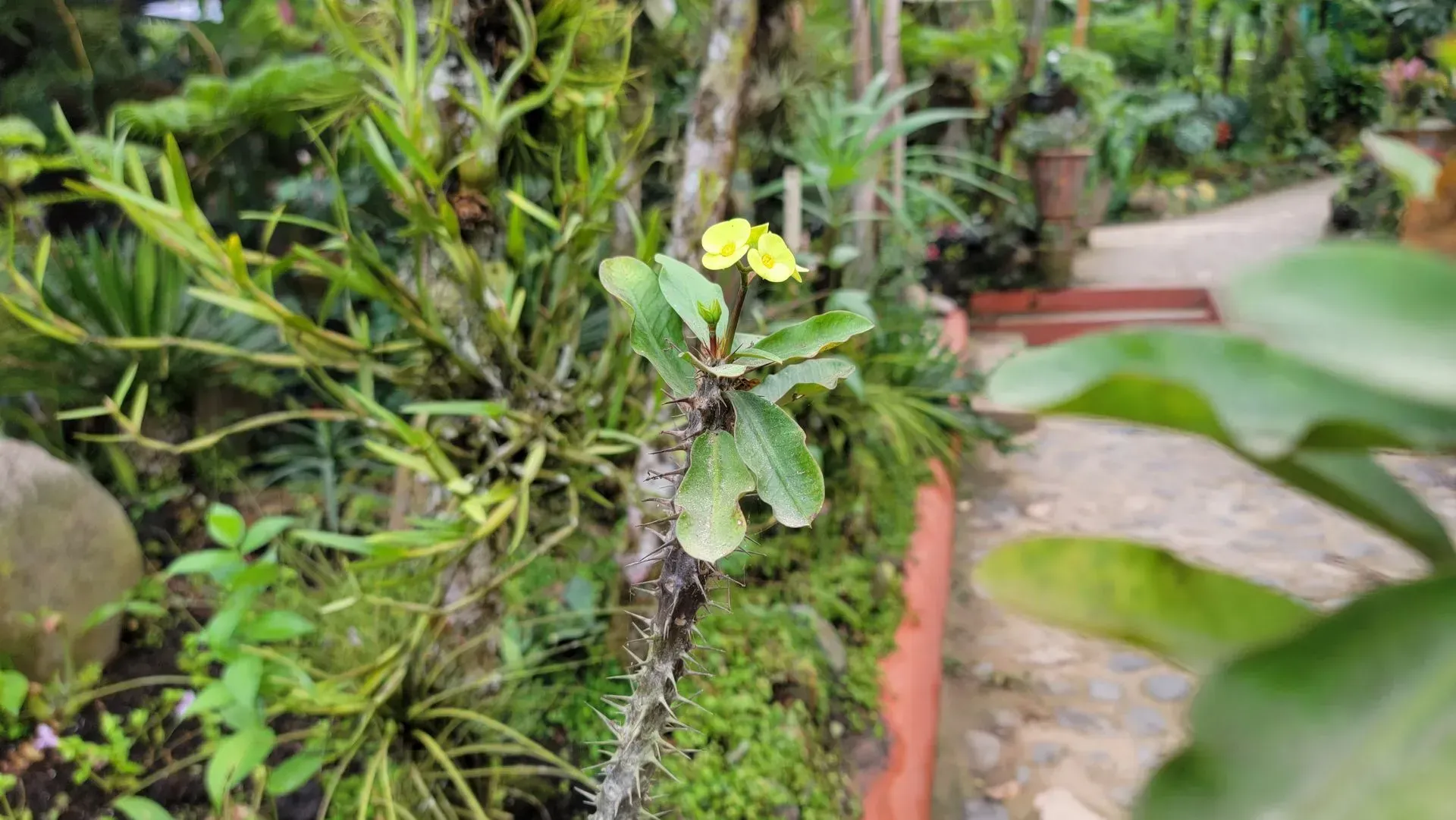 Yellow flowers bloom on a mossy, weathered fence, with a blurred garden path in the background.