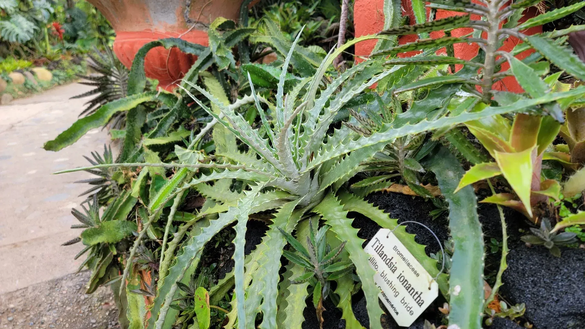 A spiky, silvery-green plant,