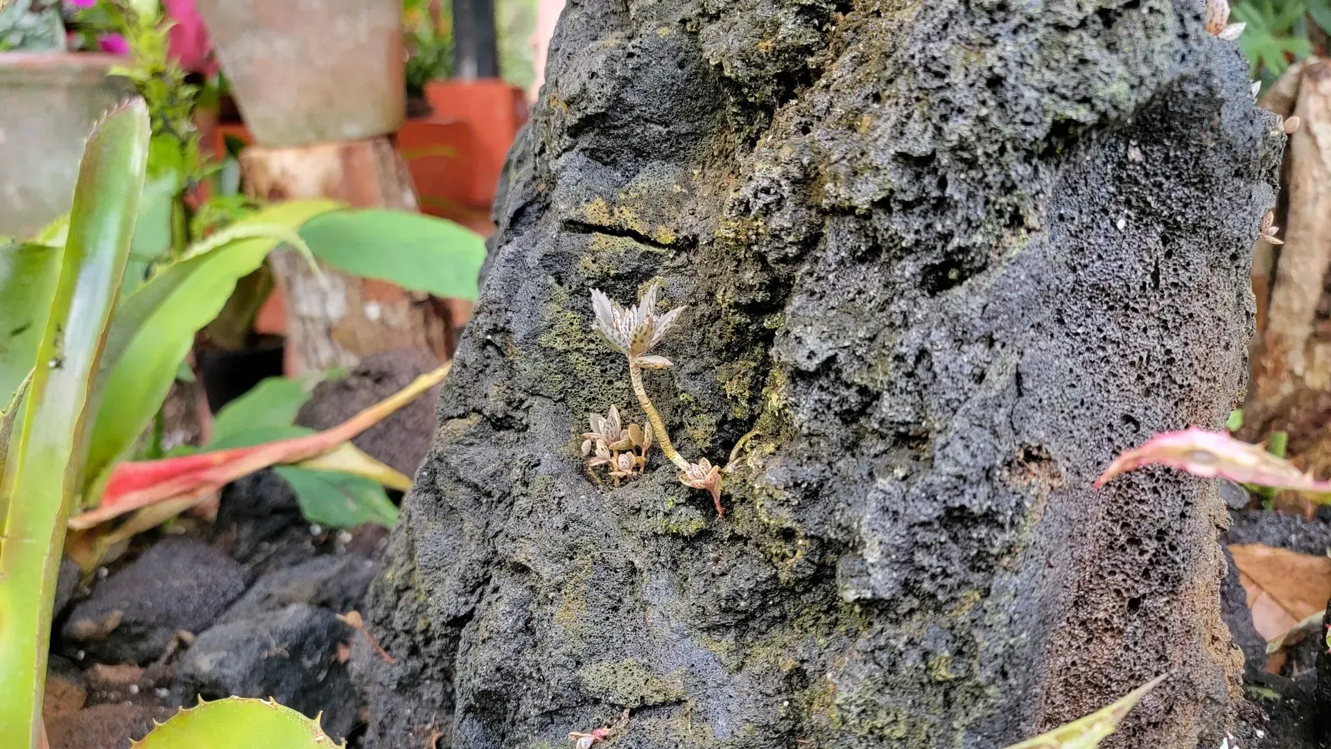 A close-up of a rough, dark rock with a small, dried plant growing from it, surrounded by other greenery in a garden setting.