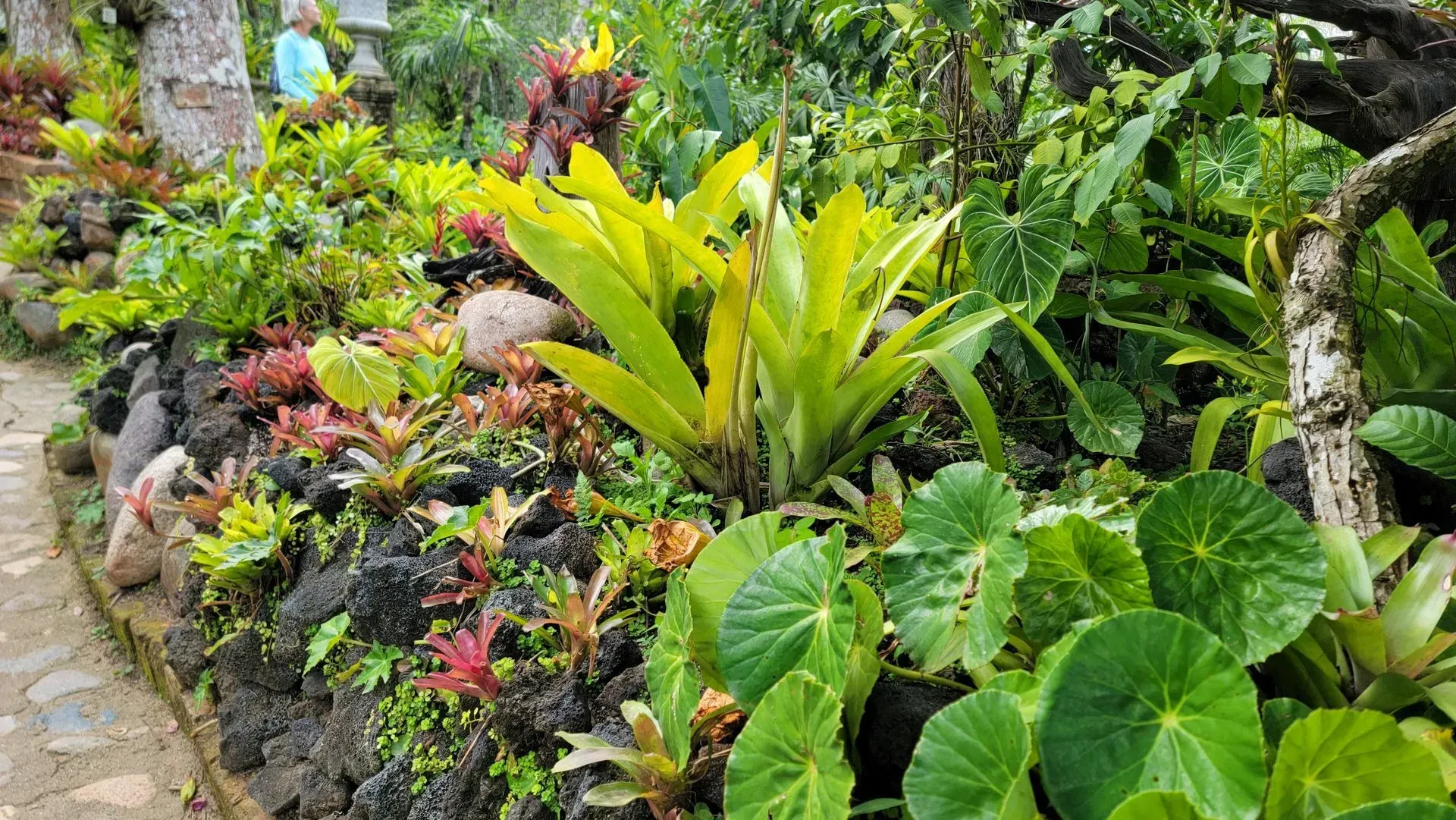 A vibrant garden bed overflowing with lush, green and colorful tropical plants.