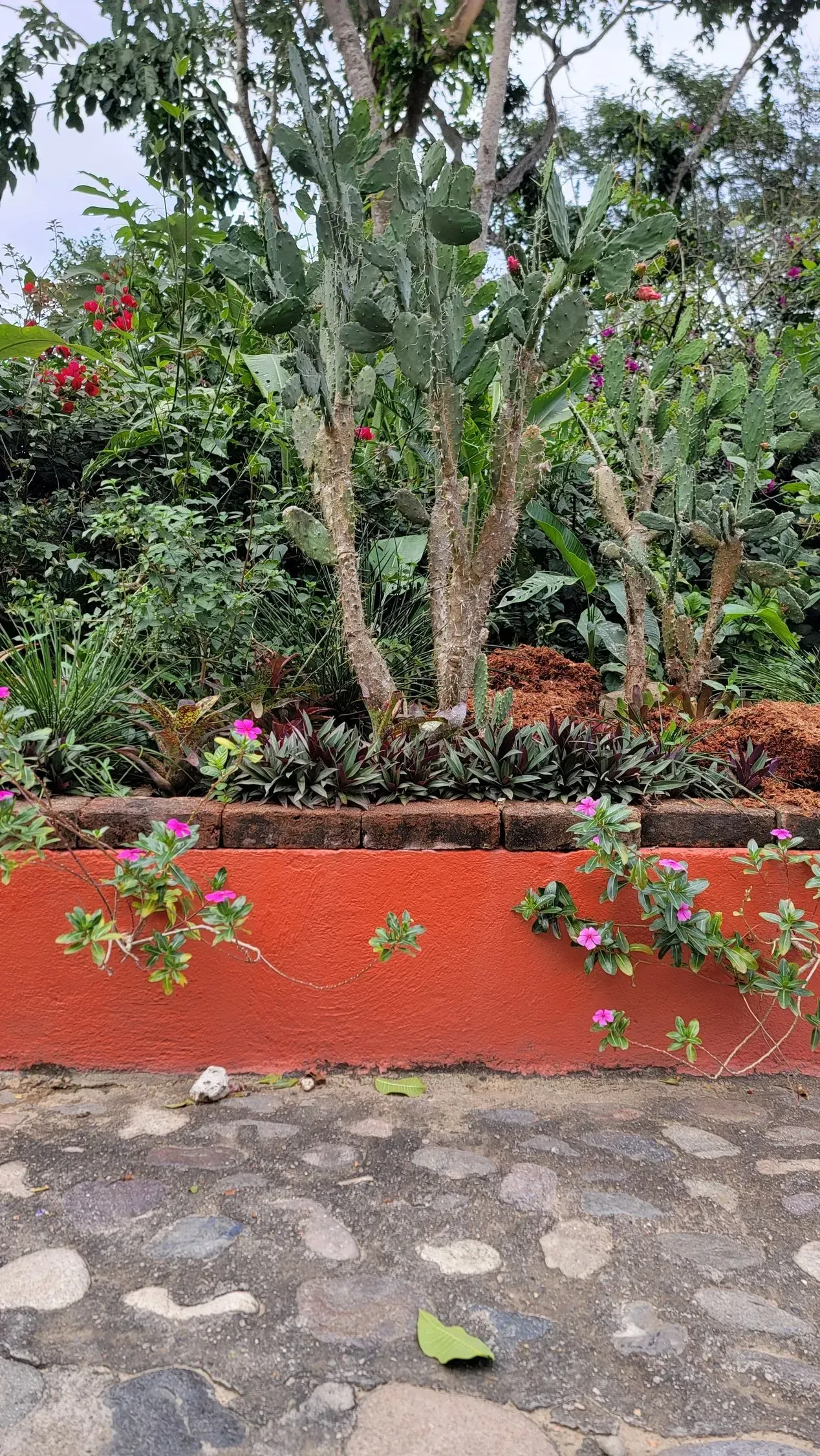 A garden bed with a red retaining wall features green plants and a cactus, set against a backdrop of trees.