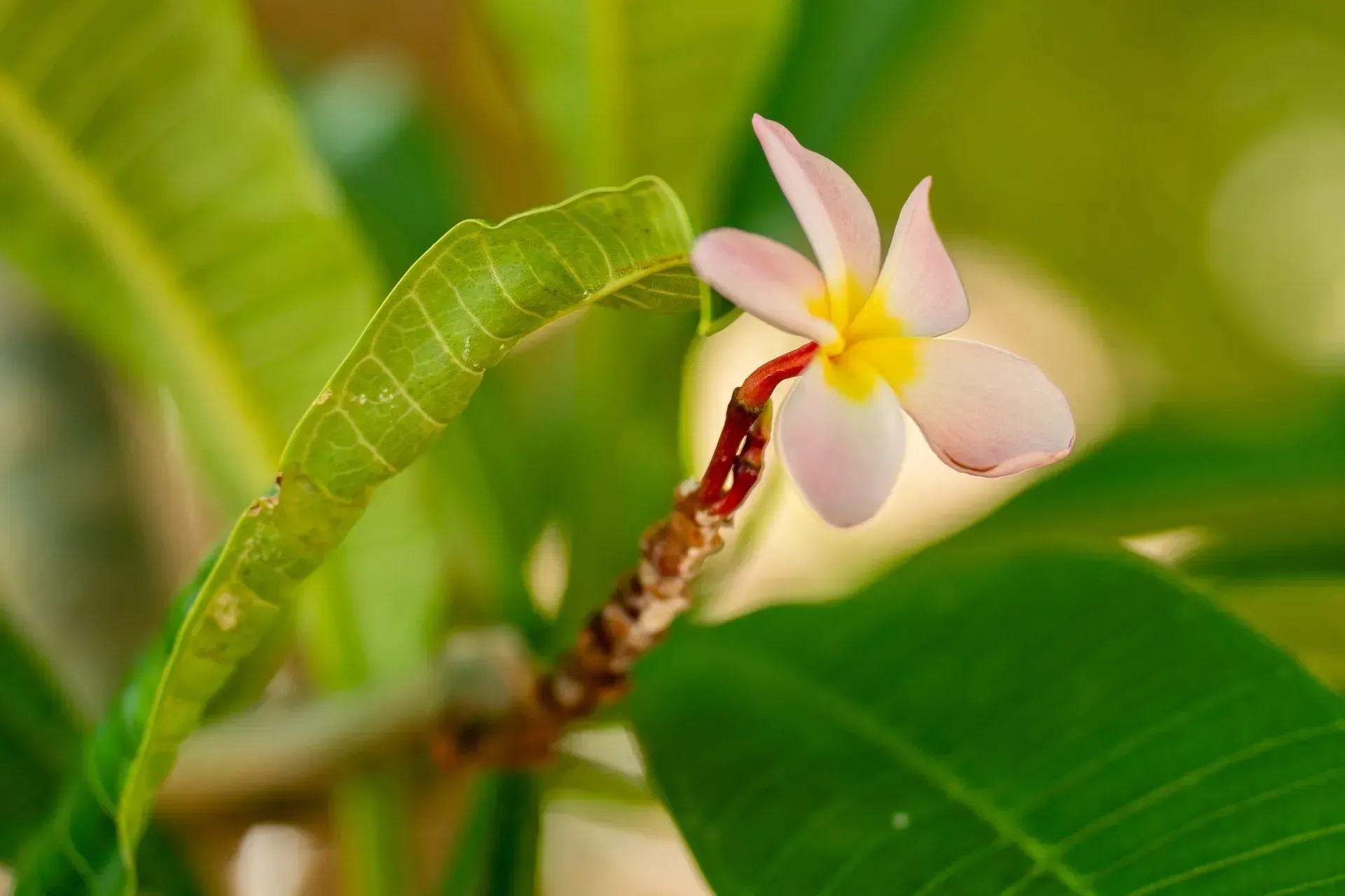 Pink and yellow plumeria flower with a red stem, surrounded by green leaves.