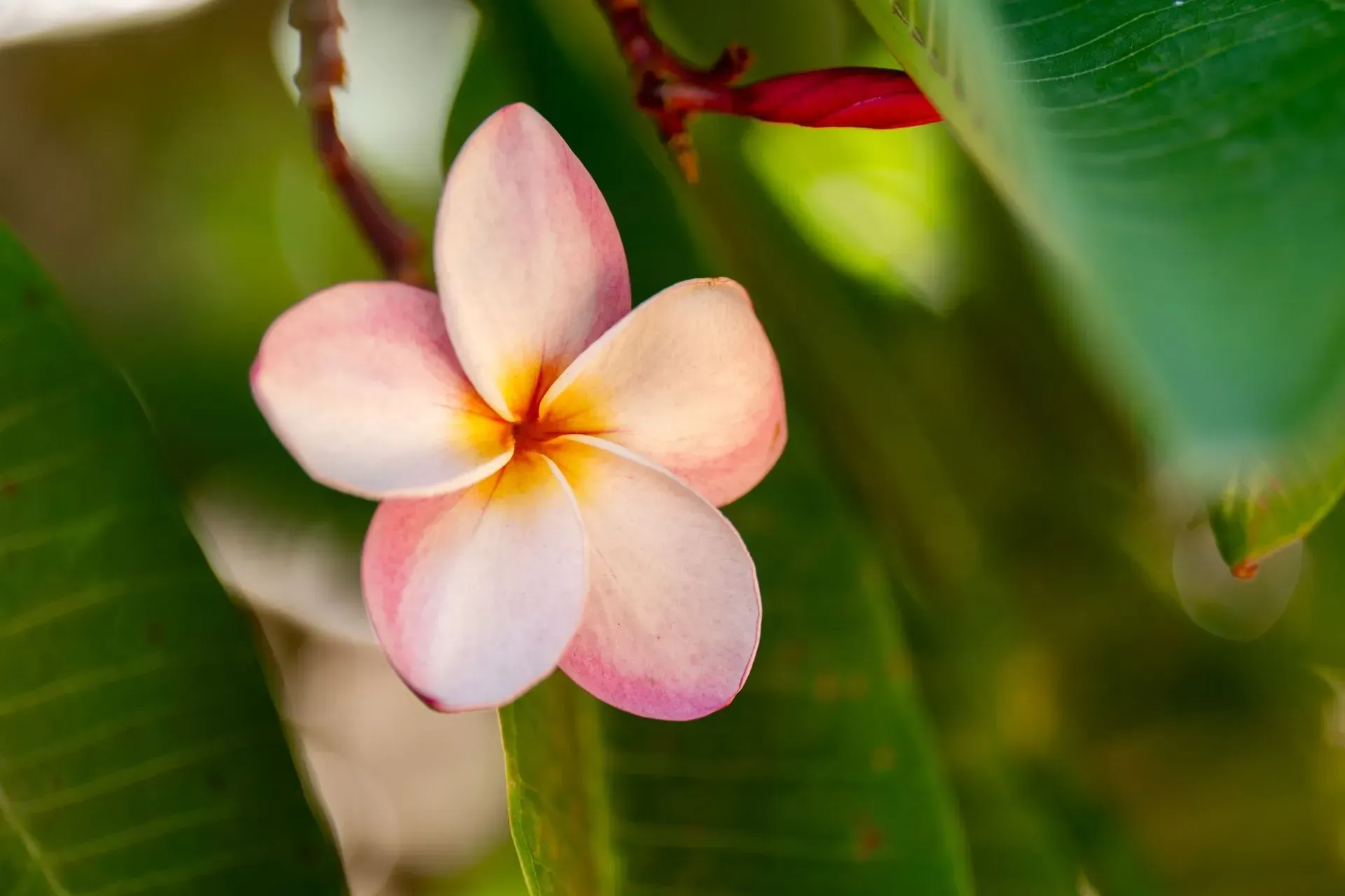 Pink and yellow plumeria flower in bloom, surrounded by green leaves.