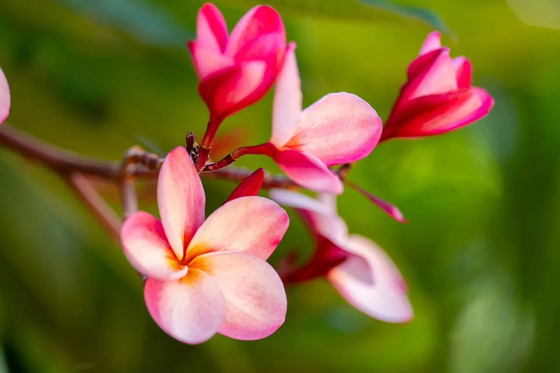 Pink and white plumeria flowers blooming on a branch with a blurred green background.