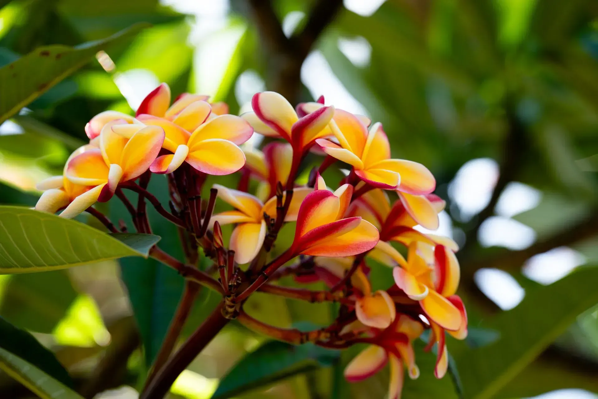Cluster of yellow, pink, and red plumeria flowers blooming on a tree branch, set against green foliage.