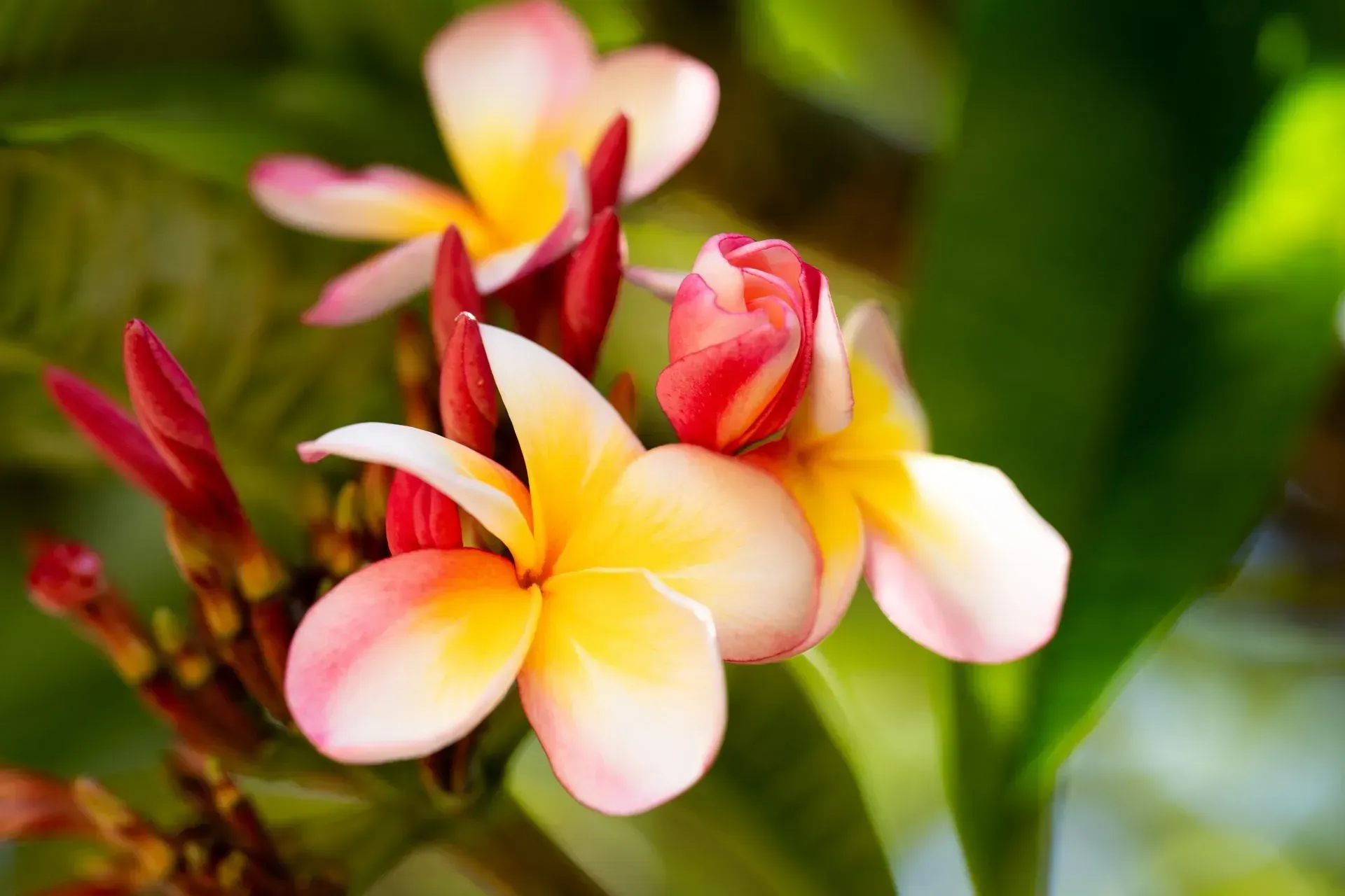 Close-up of vibrant plumeria flowers with yellow centers, pink edges, and red buds against green foliage.