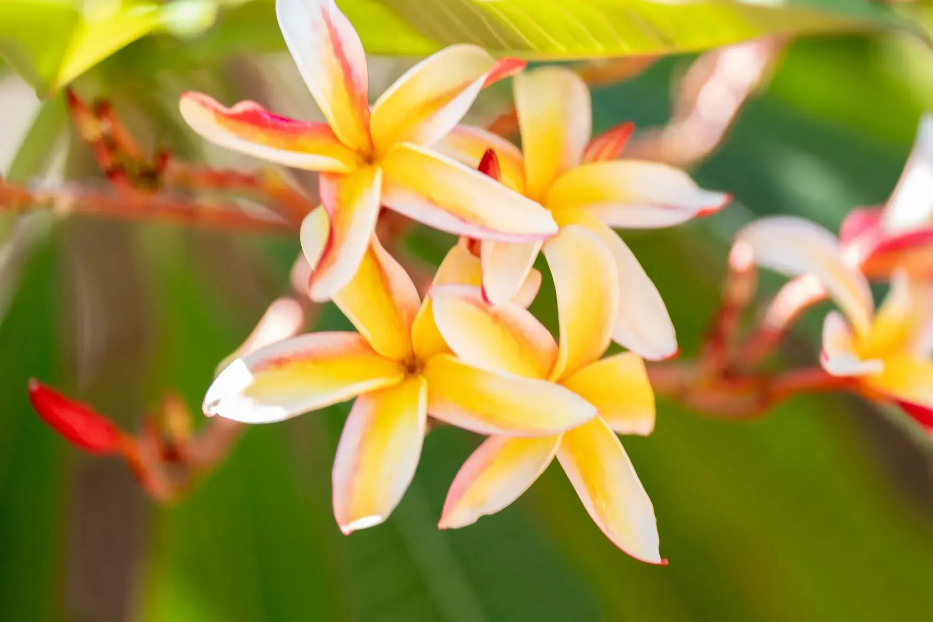 Yellow and white plumeria flowers with red tips, clustered on a branch with green leaves in the background.