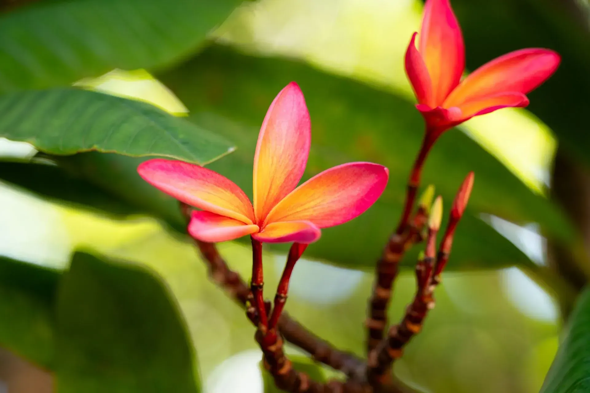 Pink and orange plumeria flowers blooming on a brown branch, surrounded by green leaves.