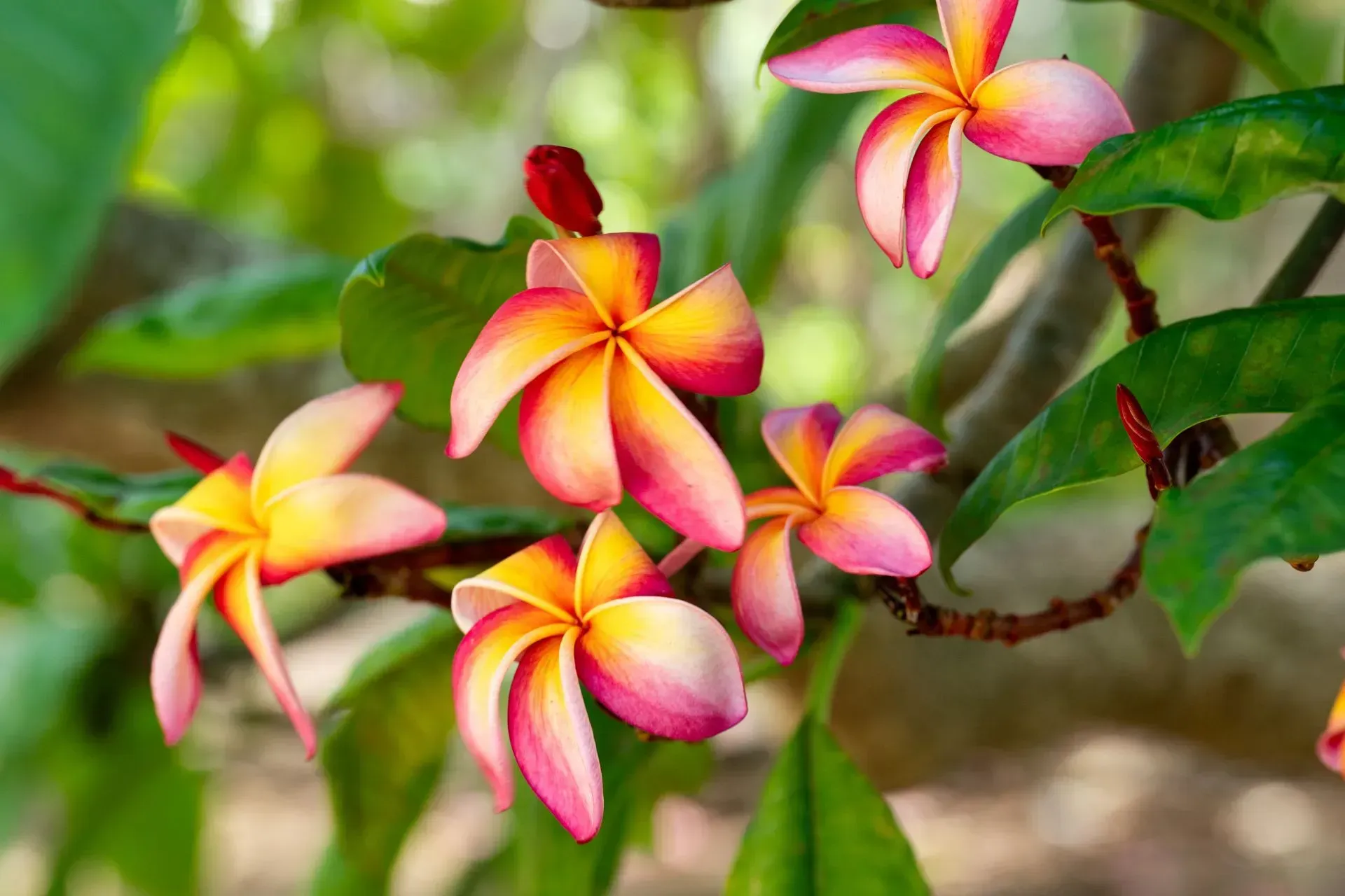 Pink, yellow, and orange plumeria flowers on a branch with green leaves against a blurred green background.