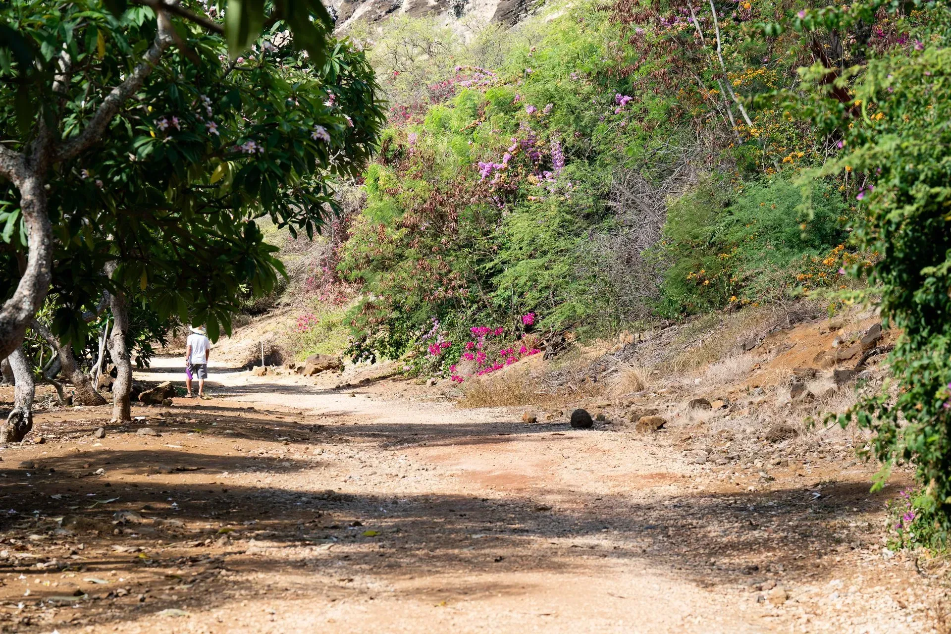 A dirt path winds through a sunny, lush landscape. A person walks down the path, trees and bushes line the sides.