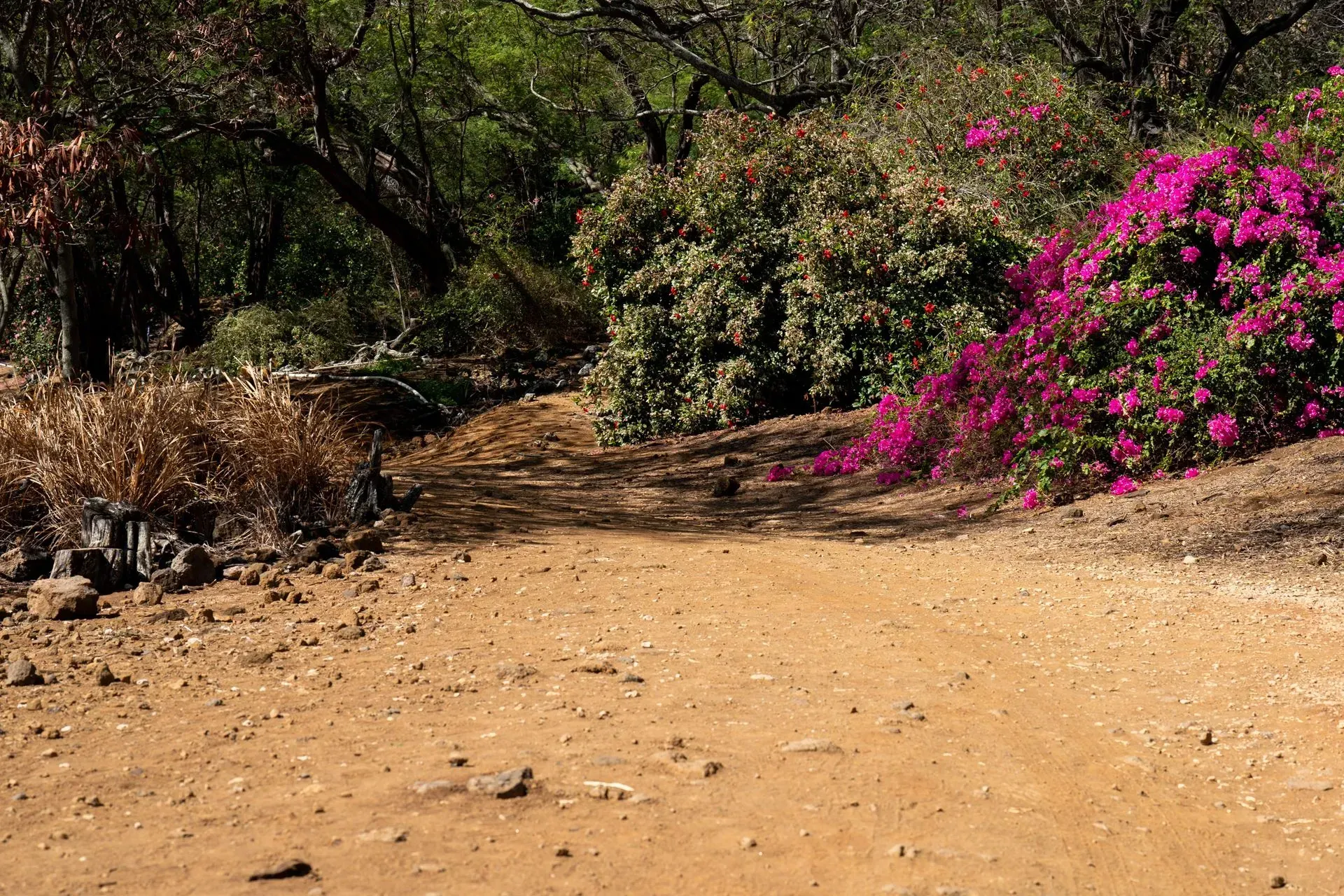 Dirt path leading into a lush, colorful garden. Pink bougainvillea blooms next to shrubs and trees.