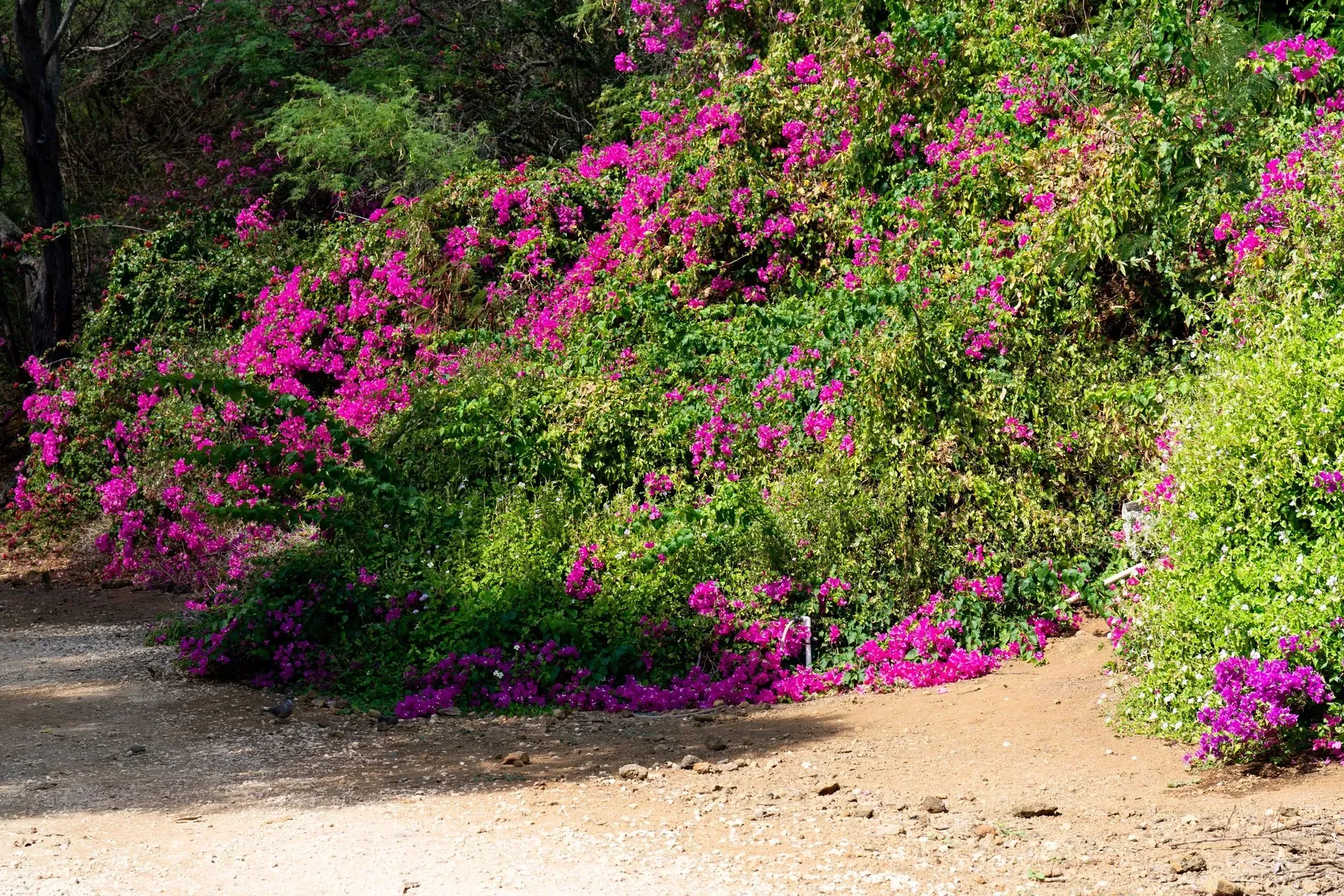 Bright pink bougainvillea flowers cascade down a hillside, contrasting with the green foliage and brown earth.