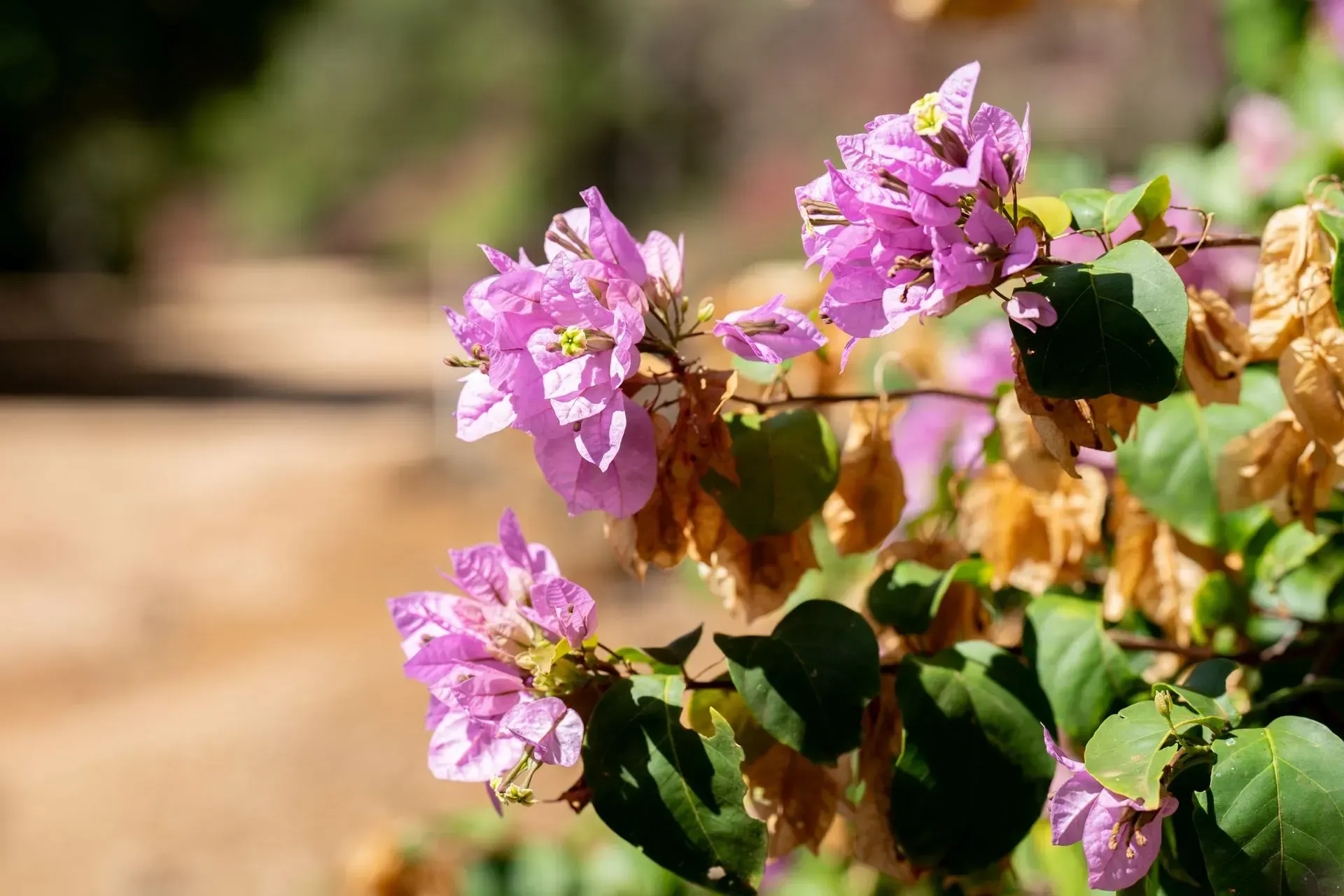 Pink bougainvillea flowers in bloom with green leaves, against a blurred tan background.