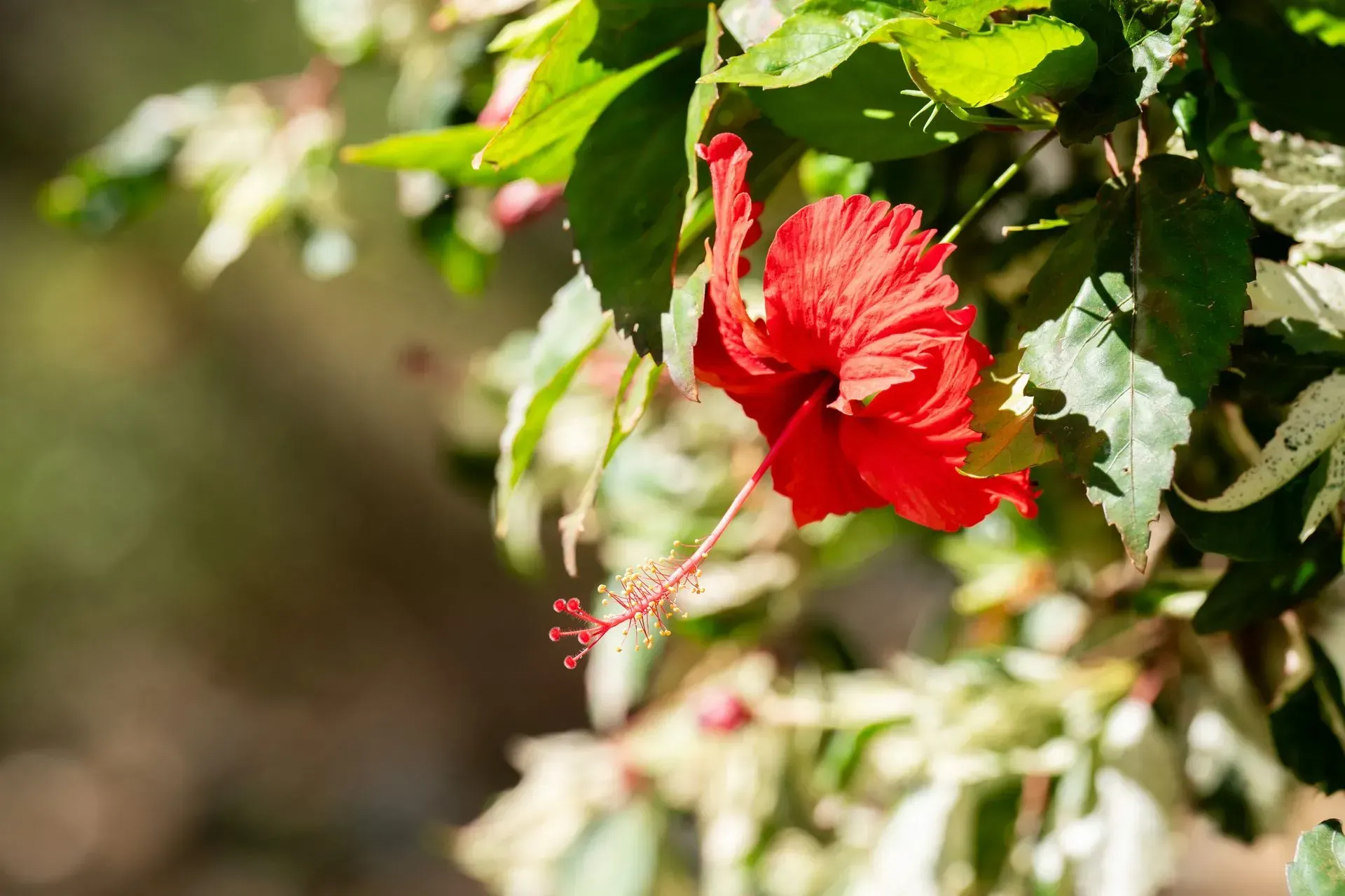 Red hibiscus flower with a long stamen, surrounded by green and variegated leaves.