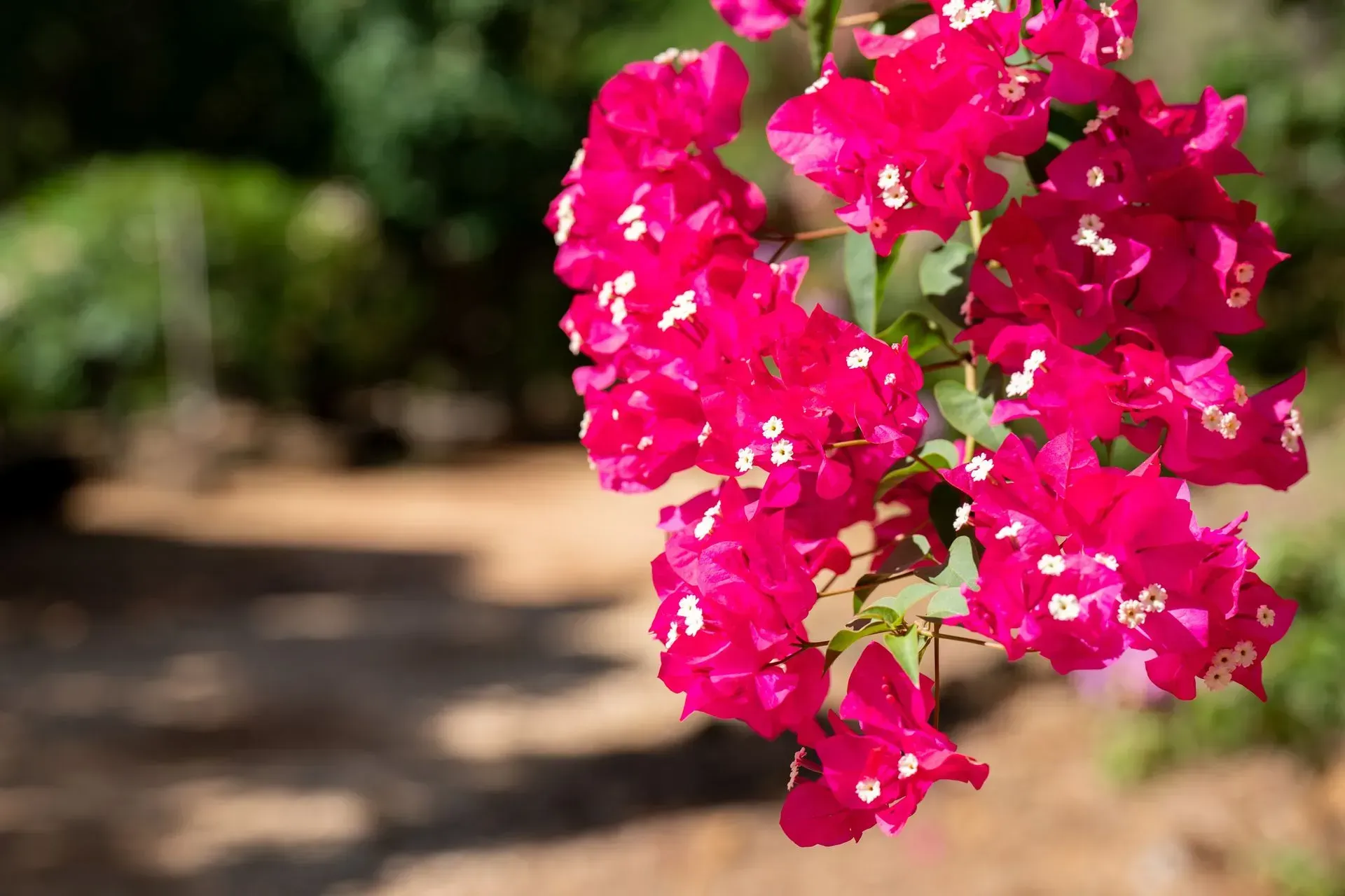 Bright pink bougainvillea flowers bloom with white centers, with a blurred path and greenery in the background.