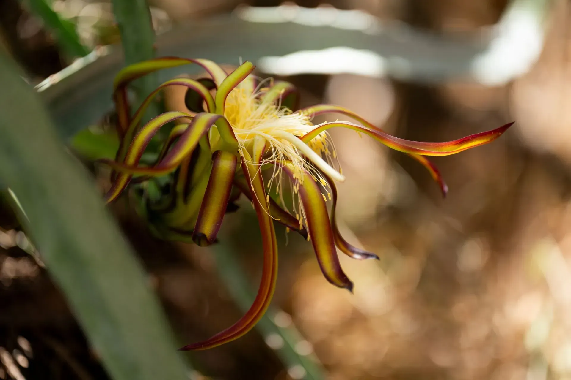 Dragon fruit flower, with long, yellow-tipped petals, purple base, and fluffy center.