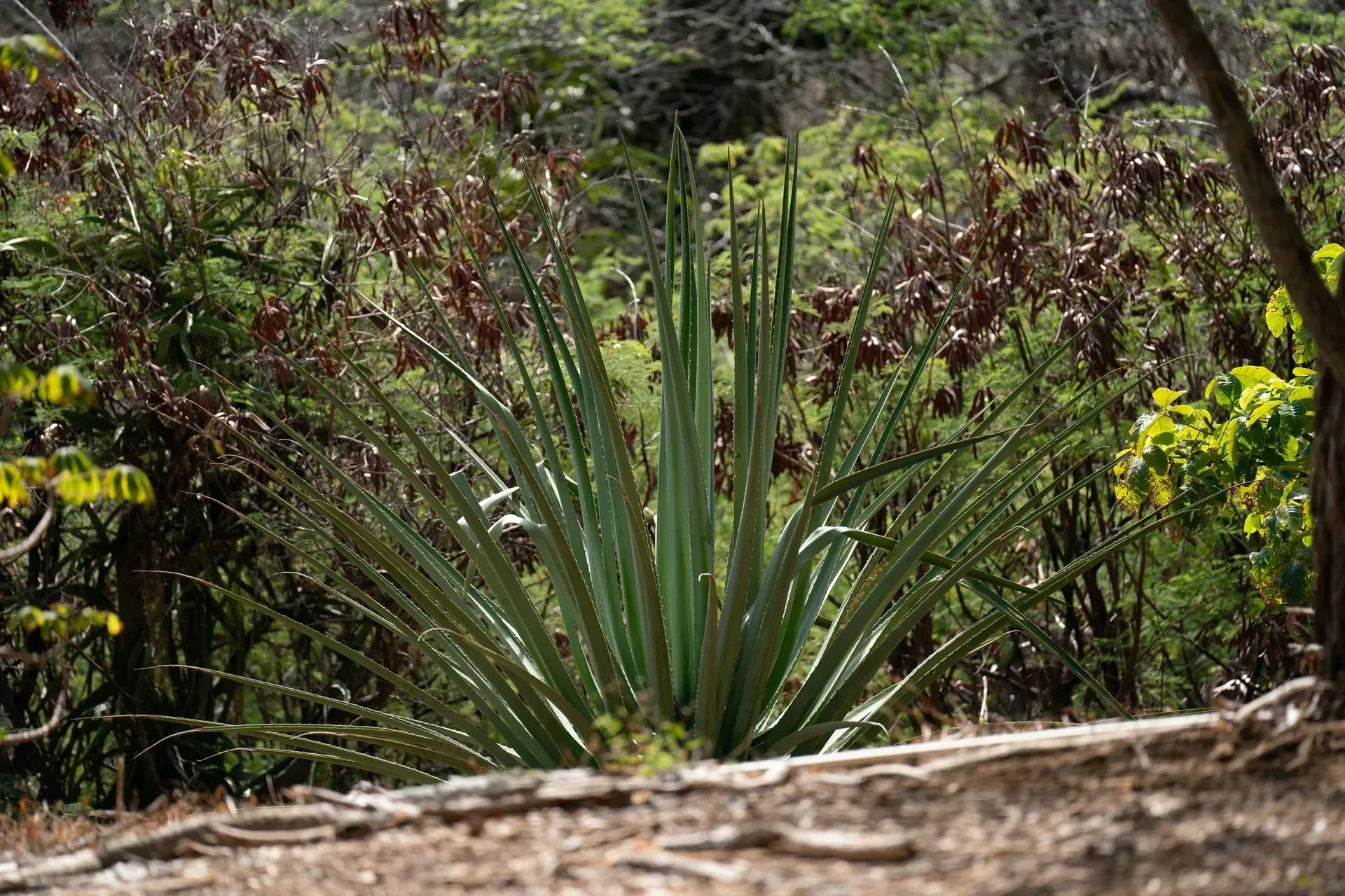 A spiky, green agave plant grows in a natural setting, surrounded by brown and green foliage.
