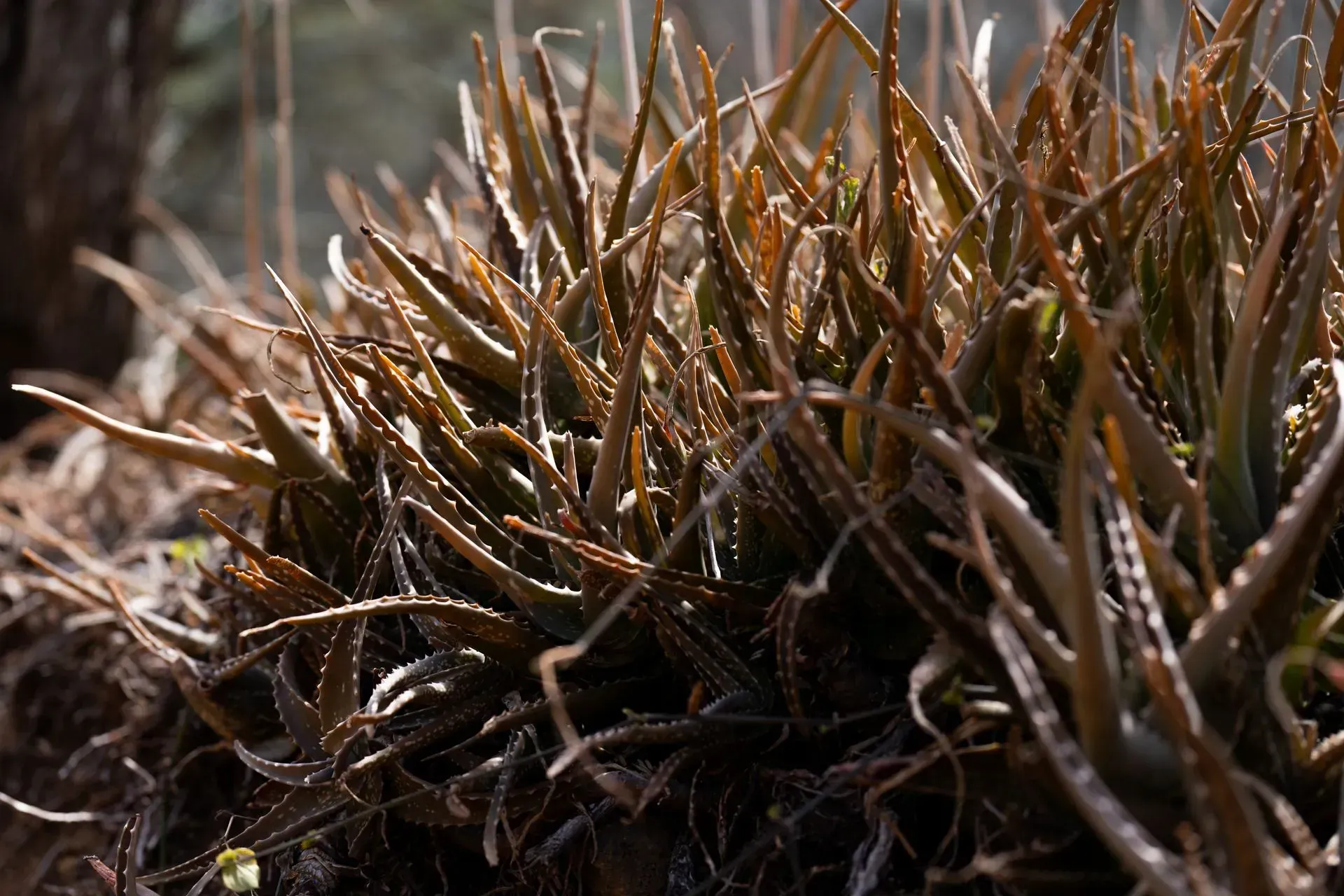 Clump of aloe vera plants with spiky, brown-tinged green leaves, growing outdoors in sunlight.