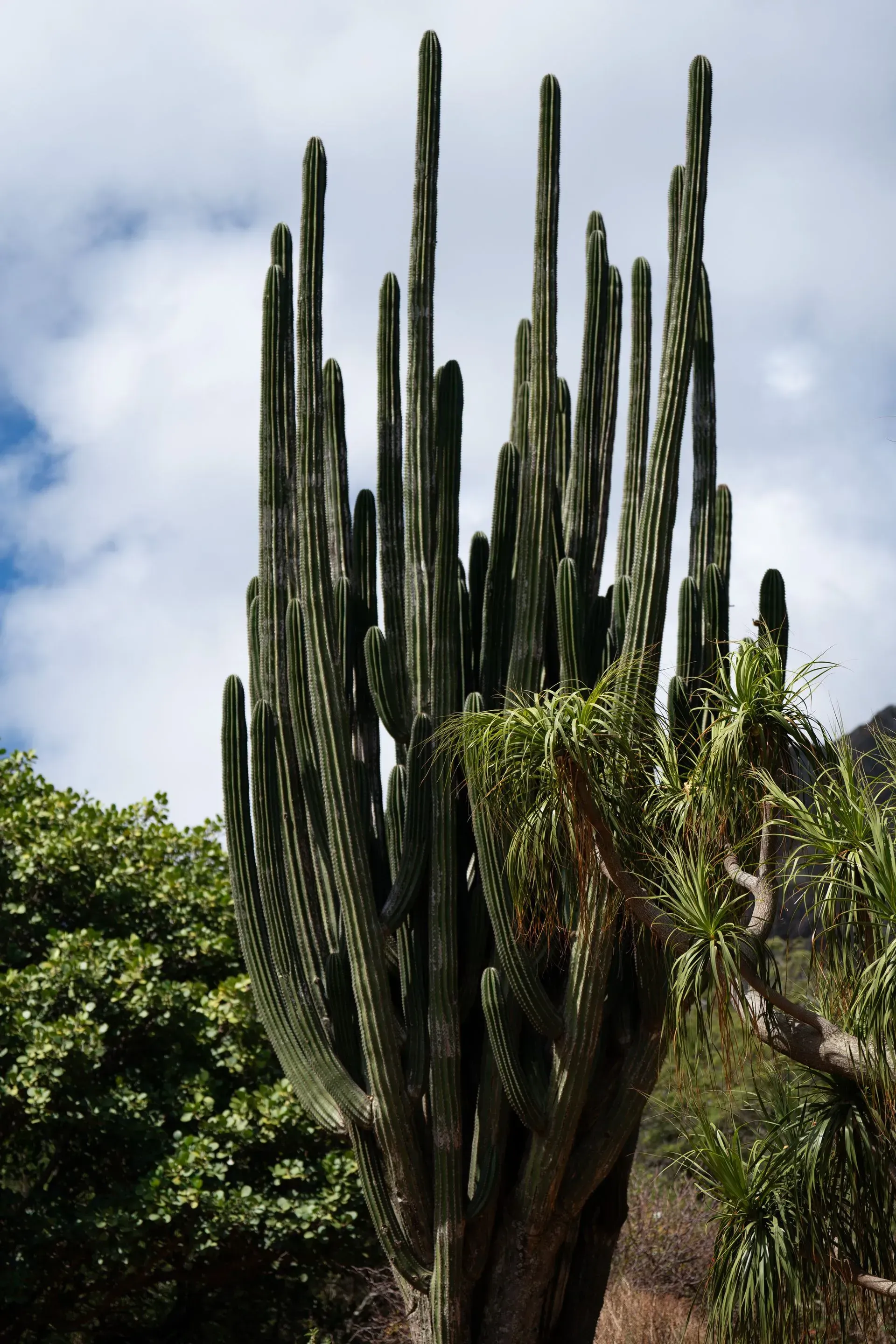 Tall, columnar cactus with multiple stems reaching towards a cloudy sky. Green foliage surrounds the base.