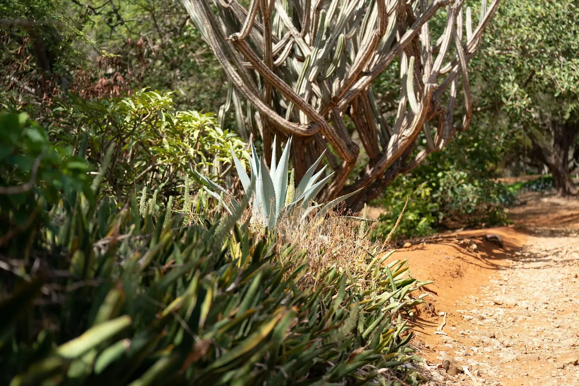 A garden path borders various green cacti.