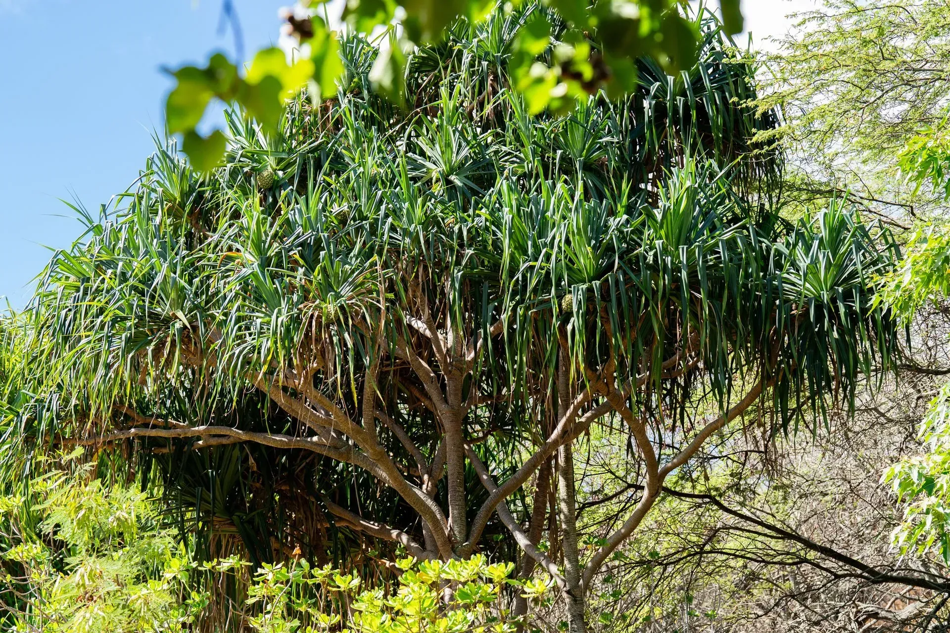 A Pandanus tree with long, green, drooping leaves. The trunk is light brown, and the tree is set among other greenery.