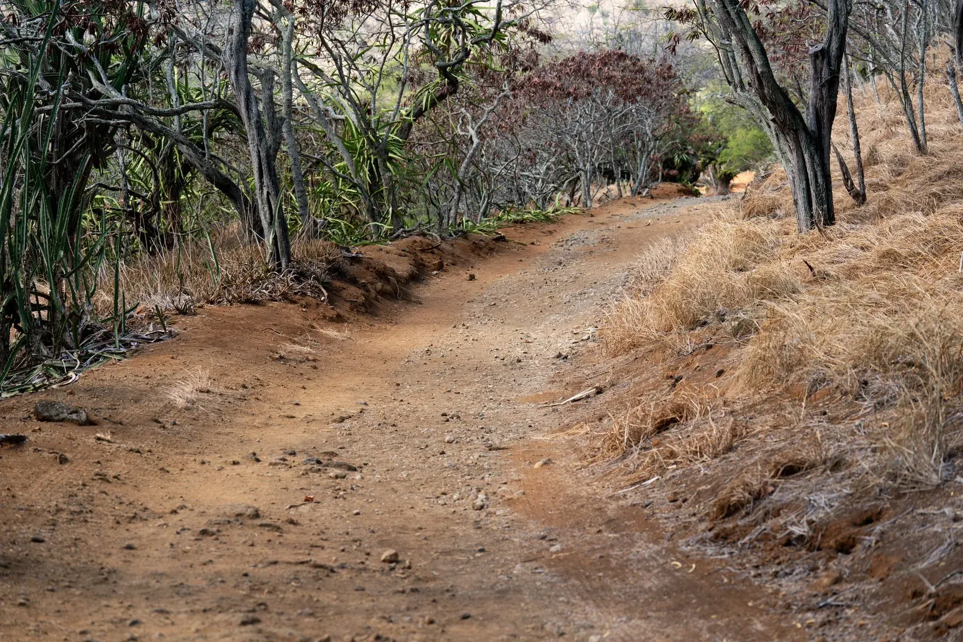 A dirt path winds uphill through a dry landscape of brown grass and trees.