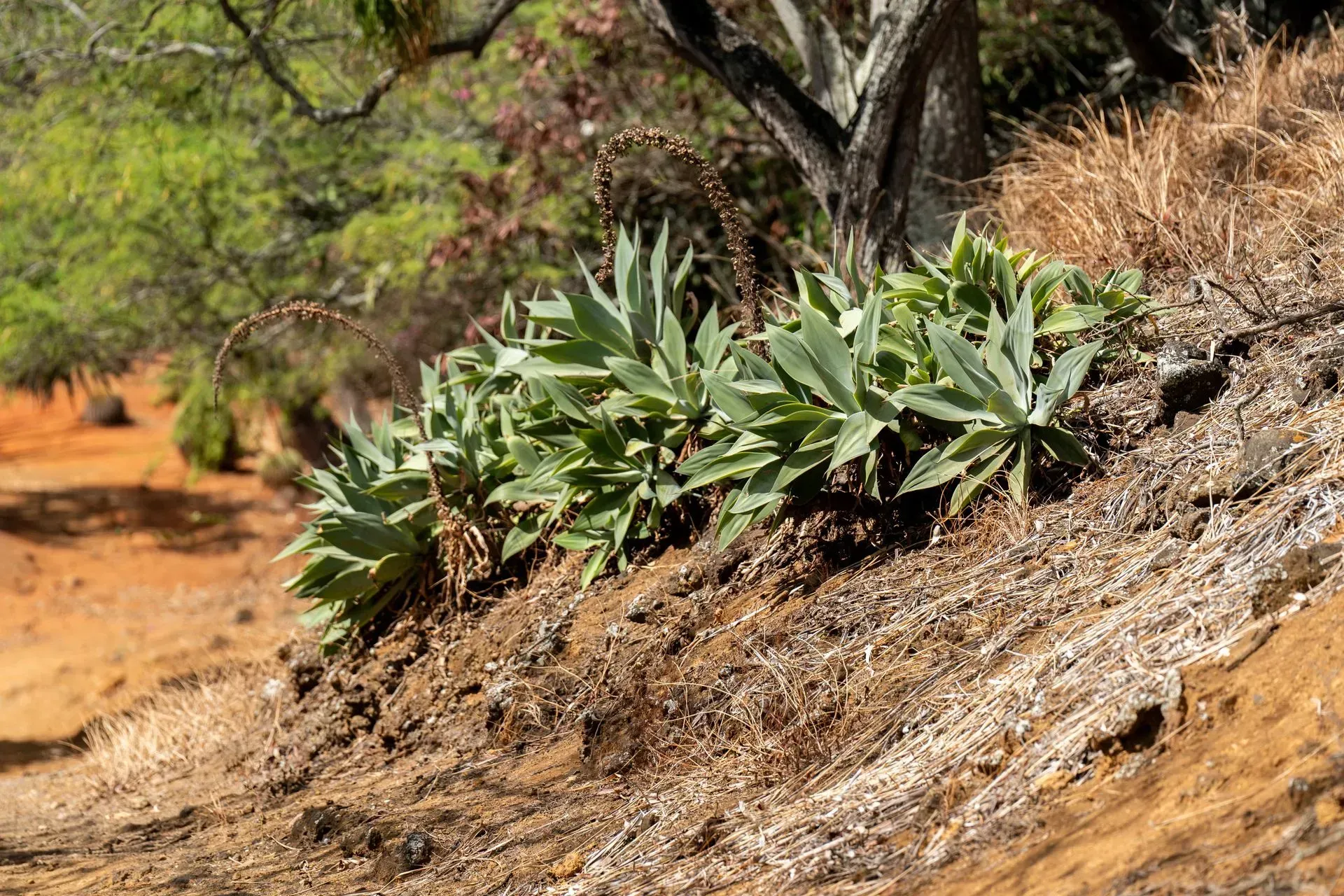 Green agave plants growing on a reddish-brown hillside, with a blurred tree and foliage in the background.
