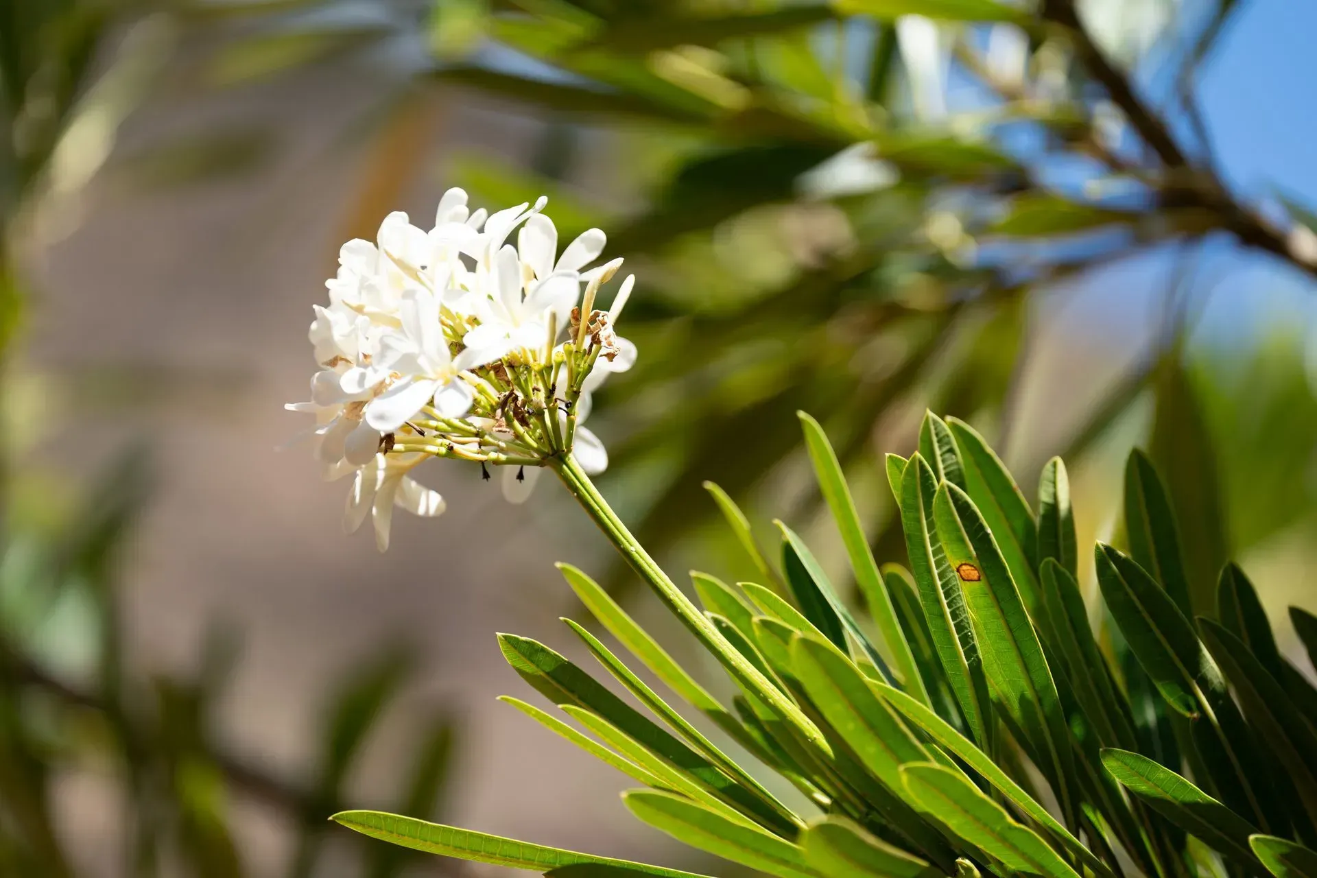 White flower cluster with green leaves against a blurred natural background.