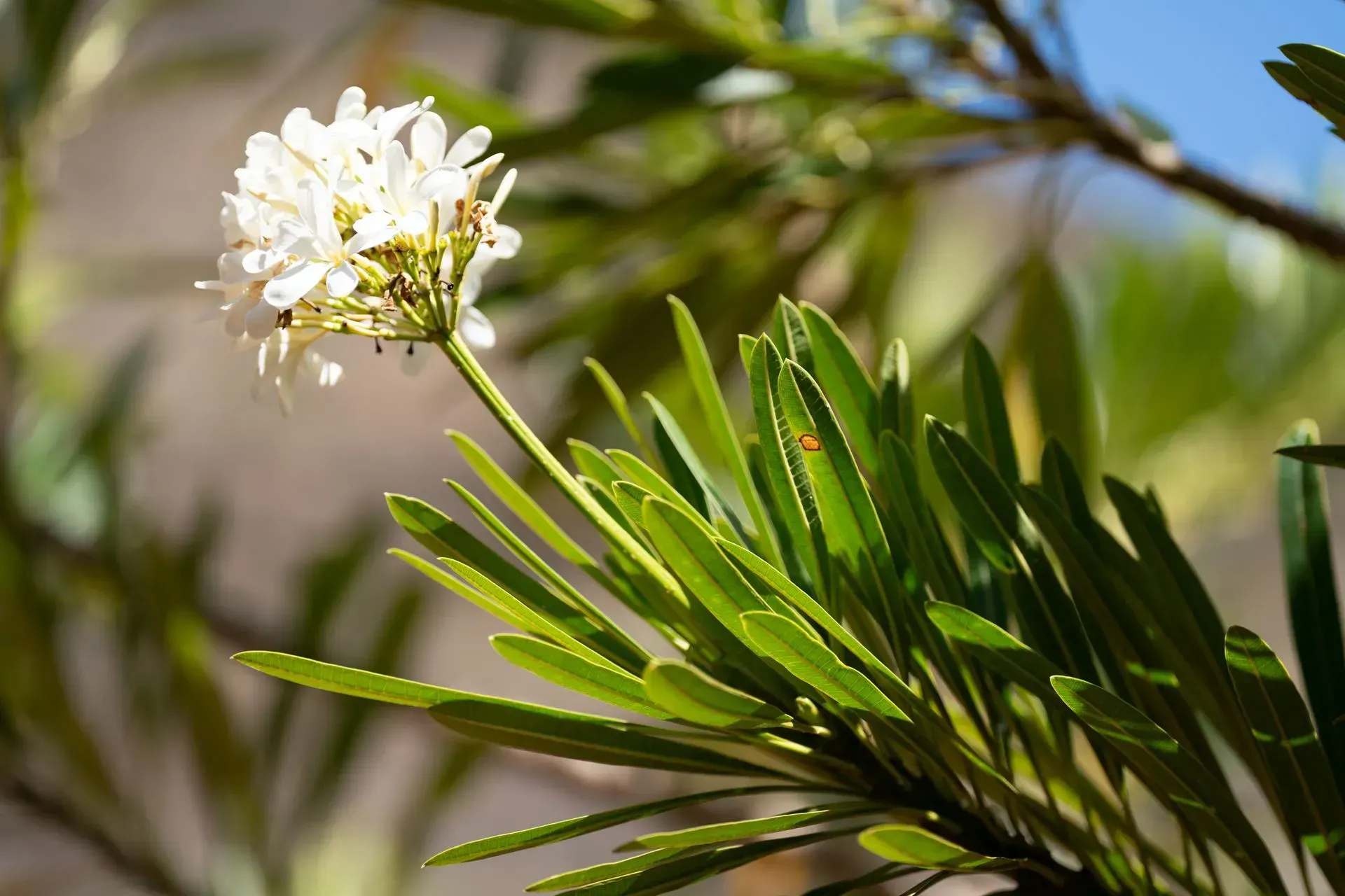 Cluster of small white flowers blooms atop a stem with long, green leaves in bright sunlight.
