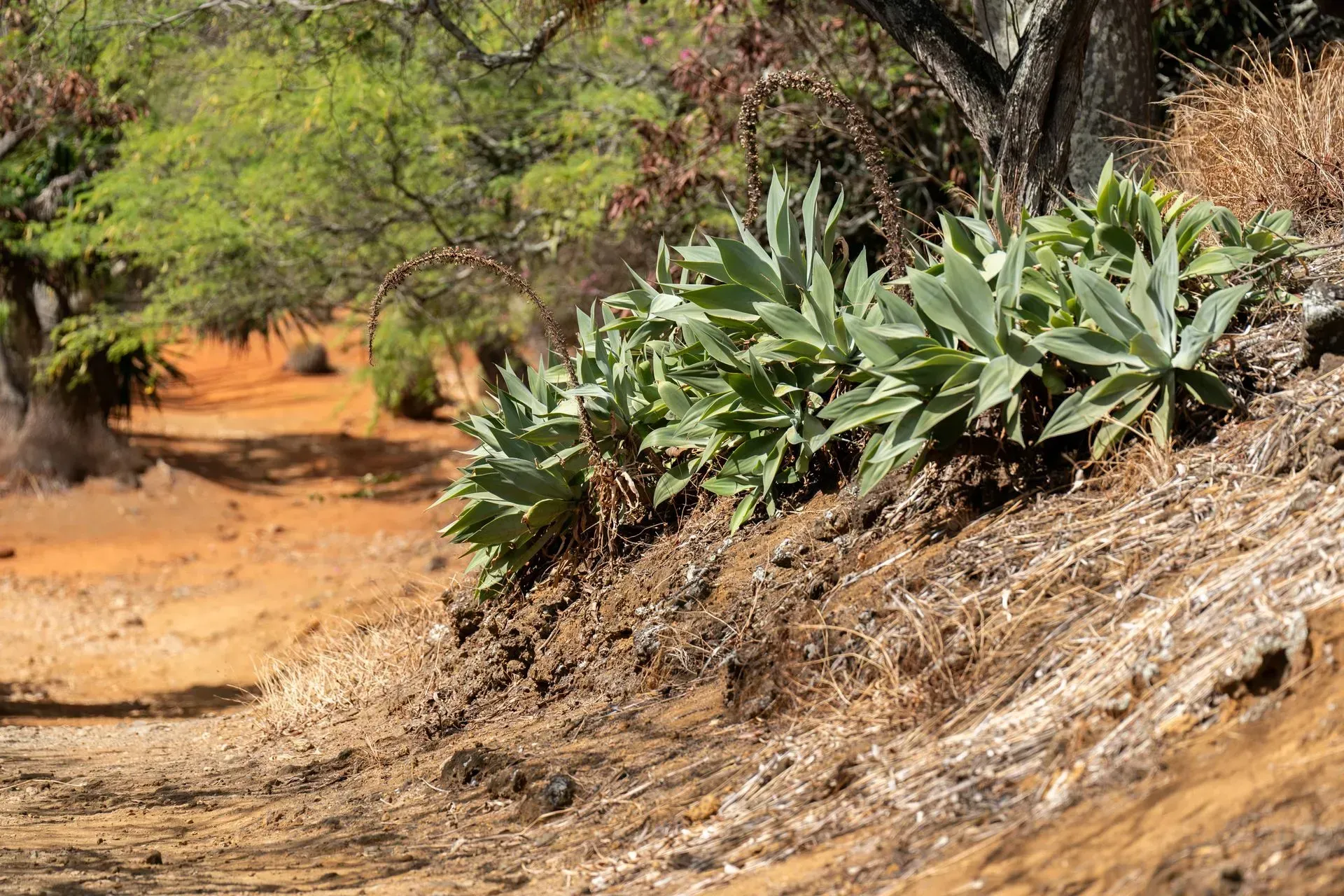 Lush green plants grow on a brown hillside, bordering a dirt path in a sunlit forest.