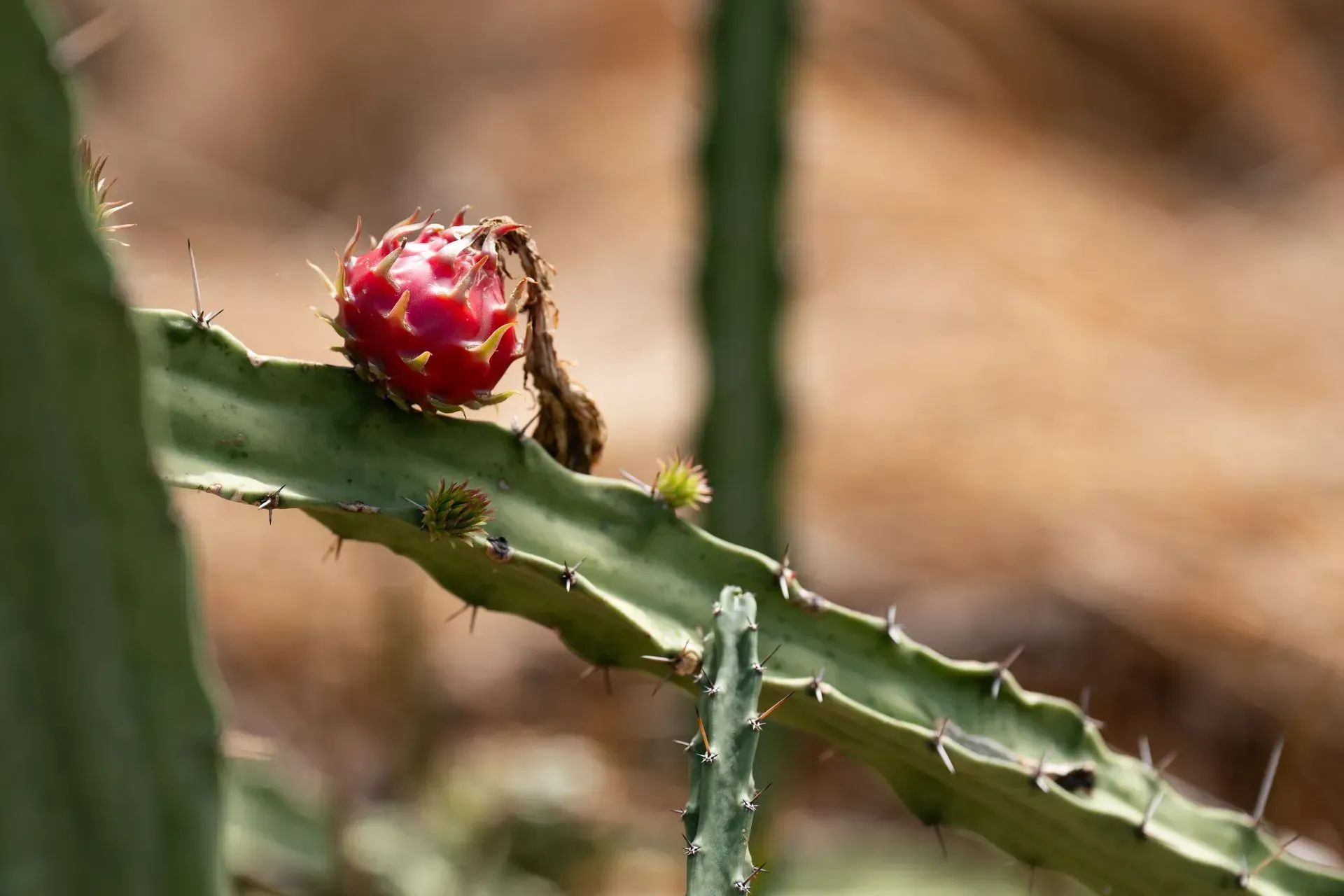 Dragon fruit, red and ripe, on a green cactus branch, with a blurred background.
