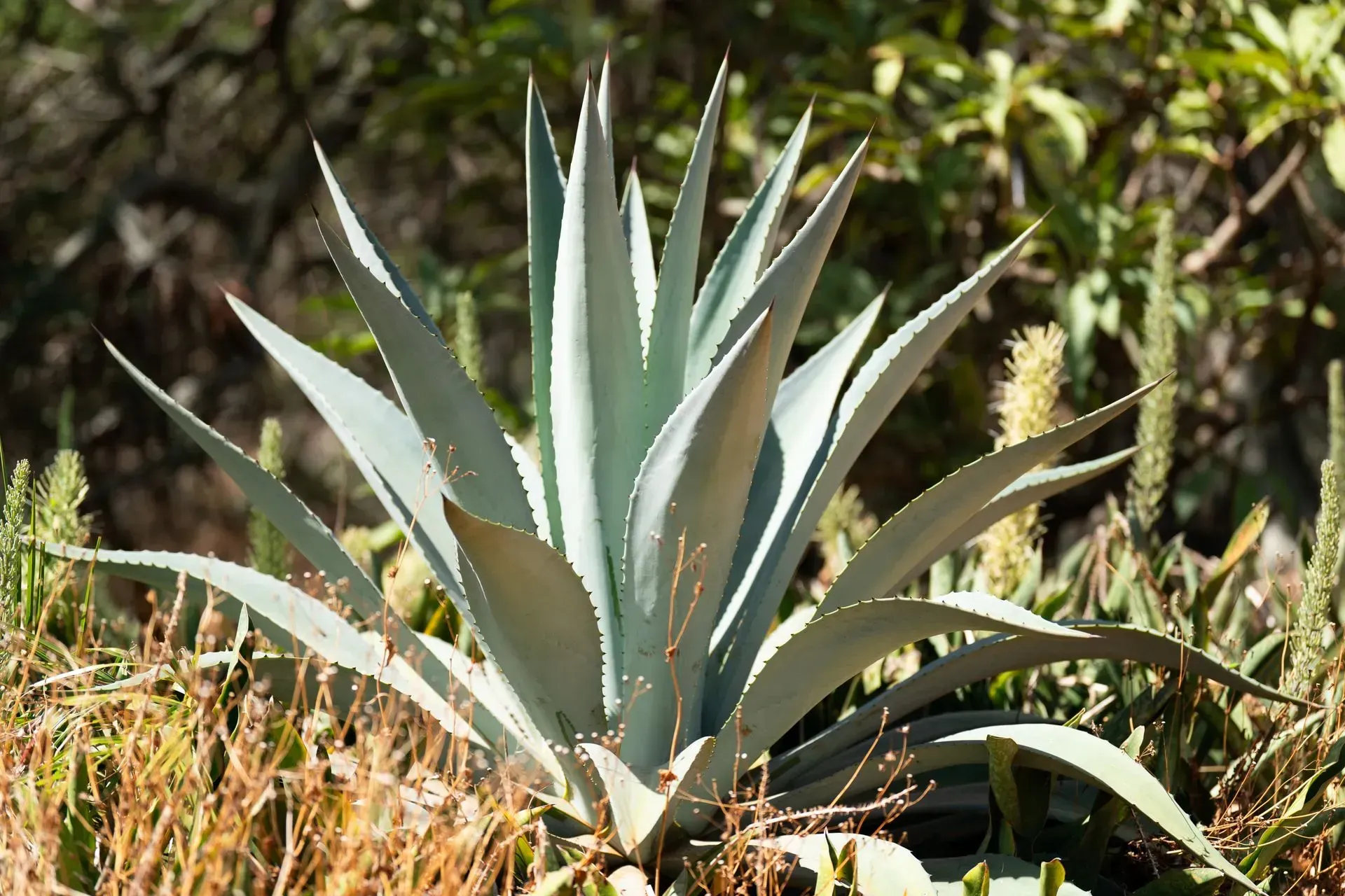 Agave plant with spiky blue-green leaves, growing outdoors in a garden setting with other plants.