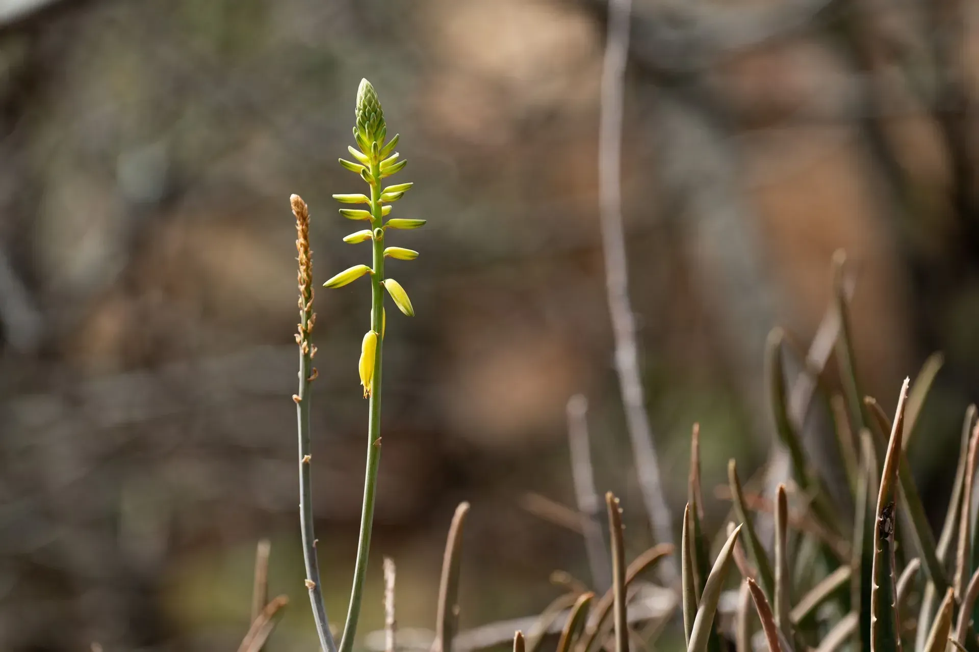 A slender, green-yellow flowering plant with long, tubular blooms against a blurred, brown background.