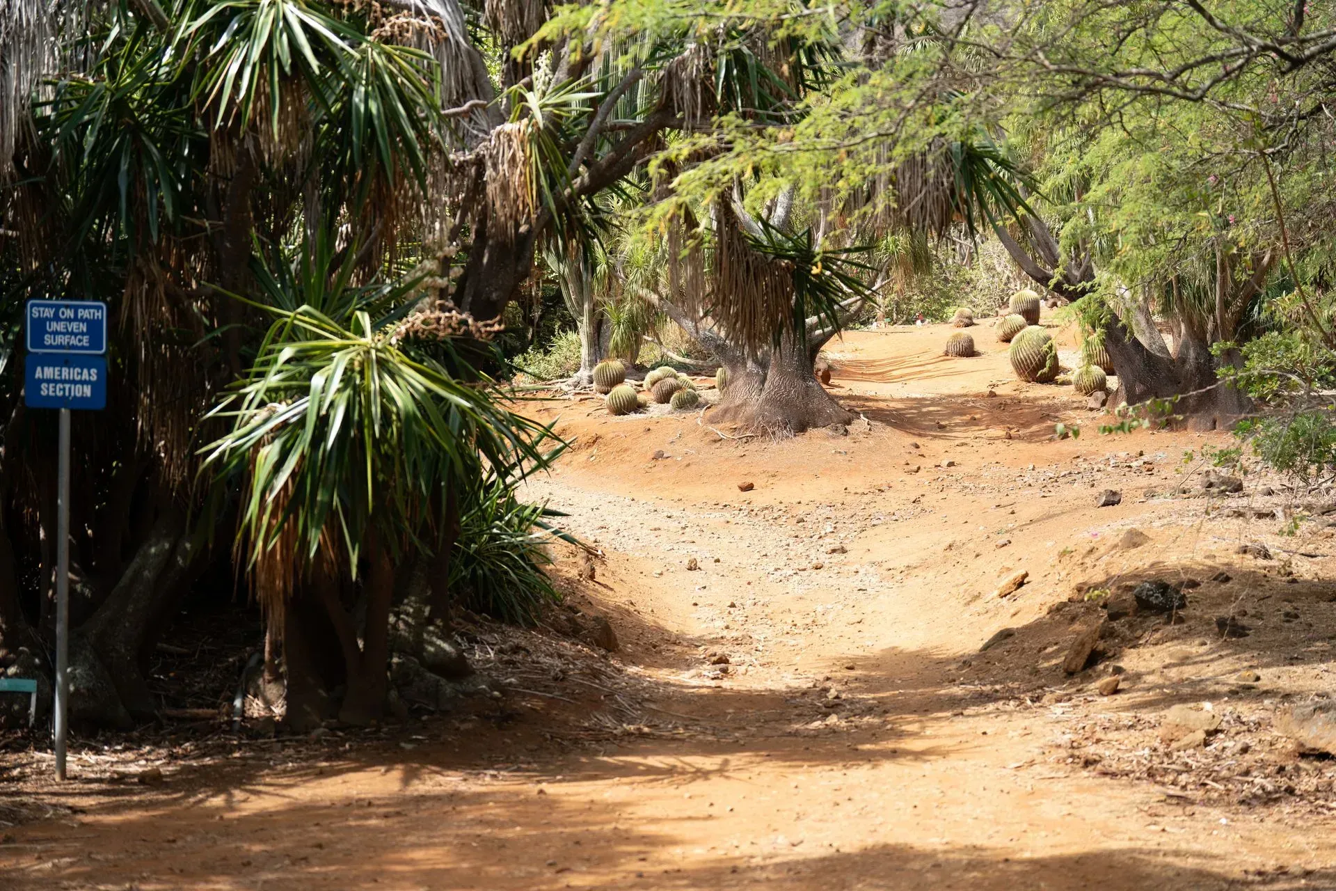 A dirt path winds through a desert landscape, lined with green plants and a blue sign on the left.