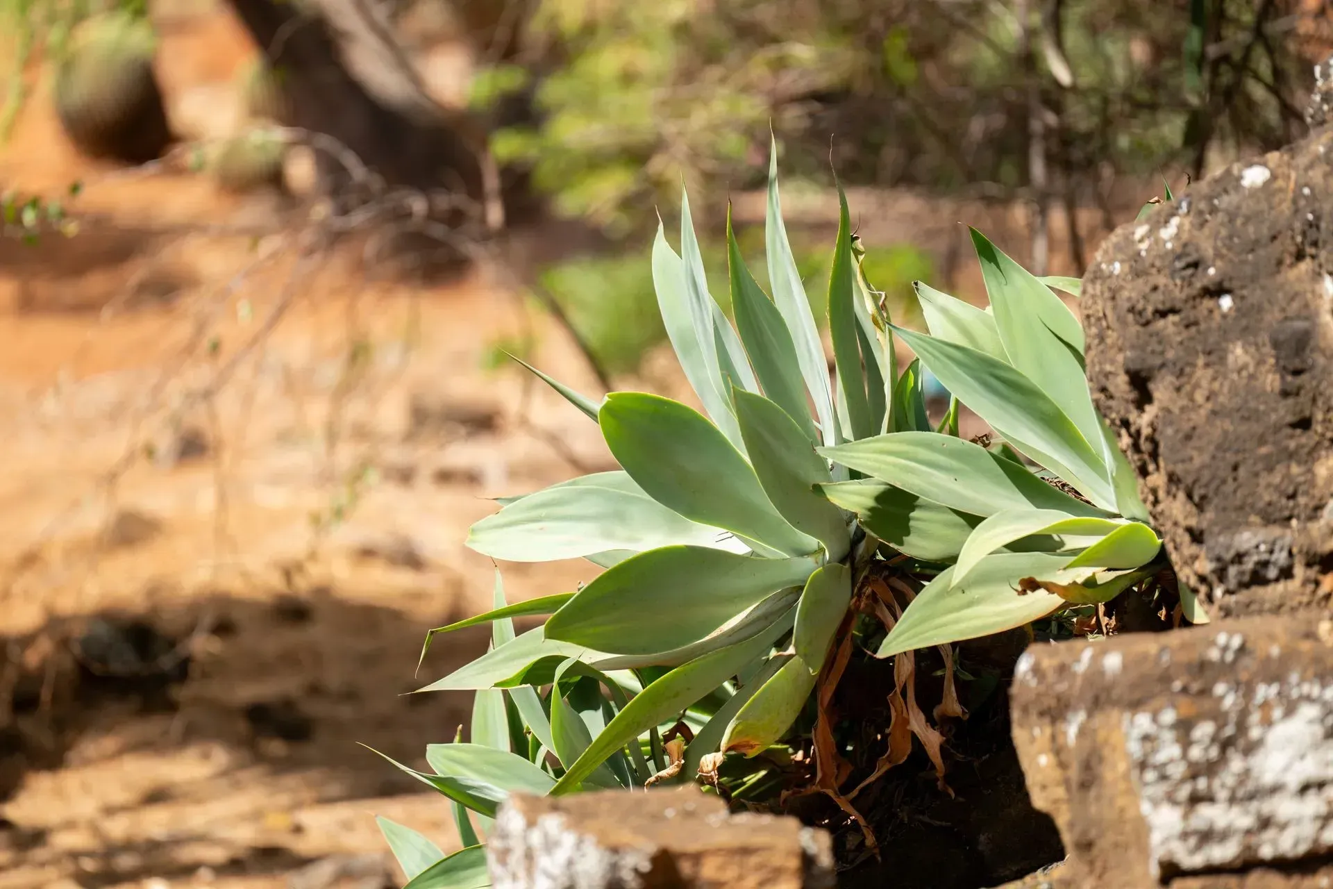Blue-green succulent plant growing out of a brown stone wall in a desert setting.