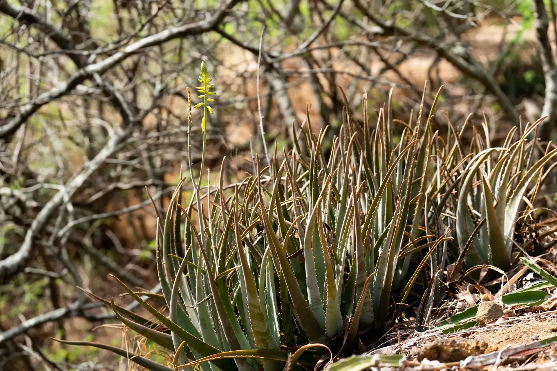 A cluster of aloe vera plants with long, pointed leaves and a single, tall flower stalk, growing outdoors.