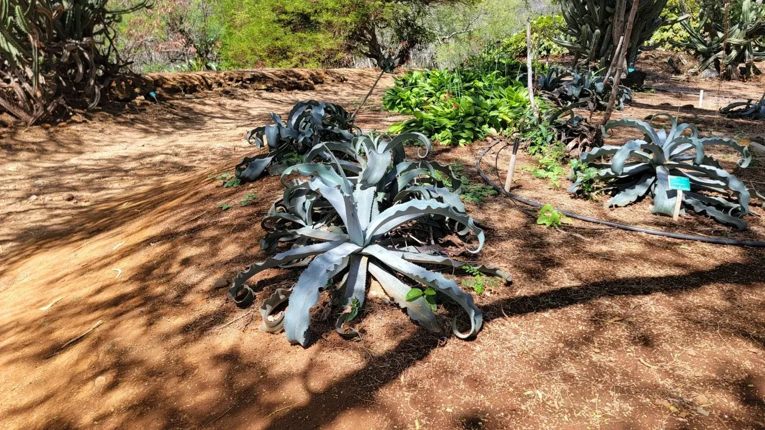Desert garden featuring several blue-gray agave plants surrounded by reddish-brown soil.