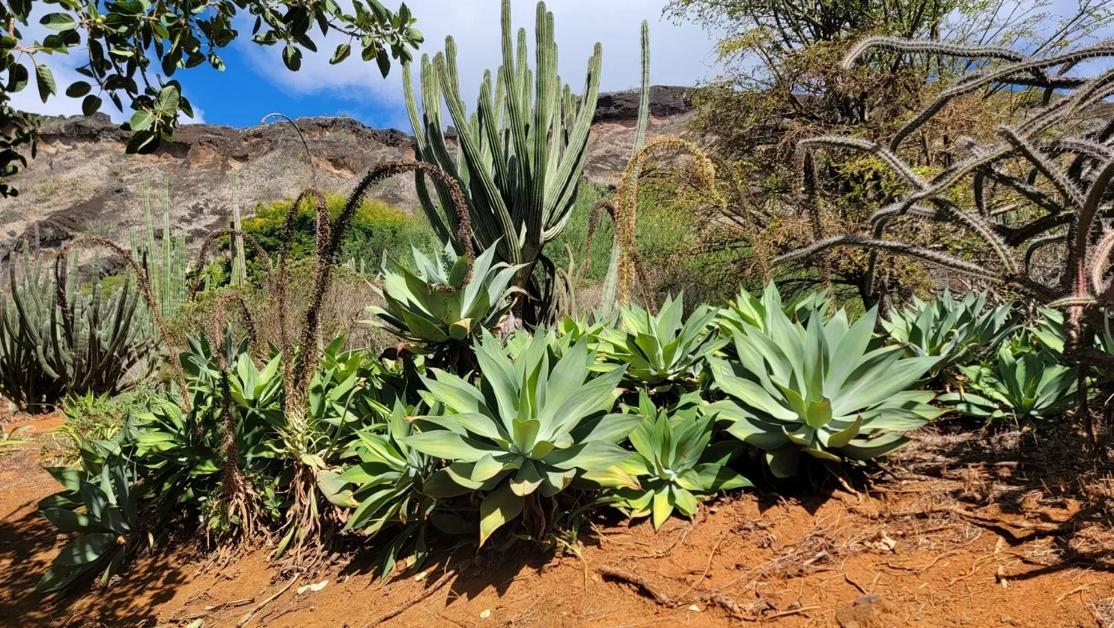 A cluster of desert plants, including agave and cactus, thrive in reddish soil.