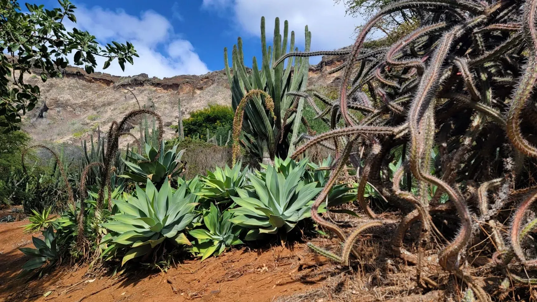 A garden of various cacti and succulents with a rocky hillside backdrop under a blue sky.