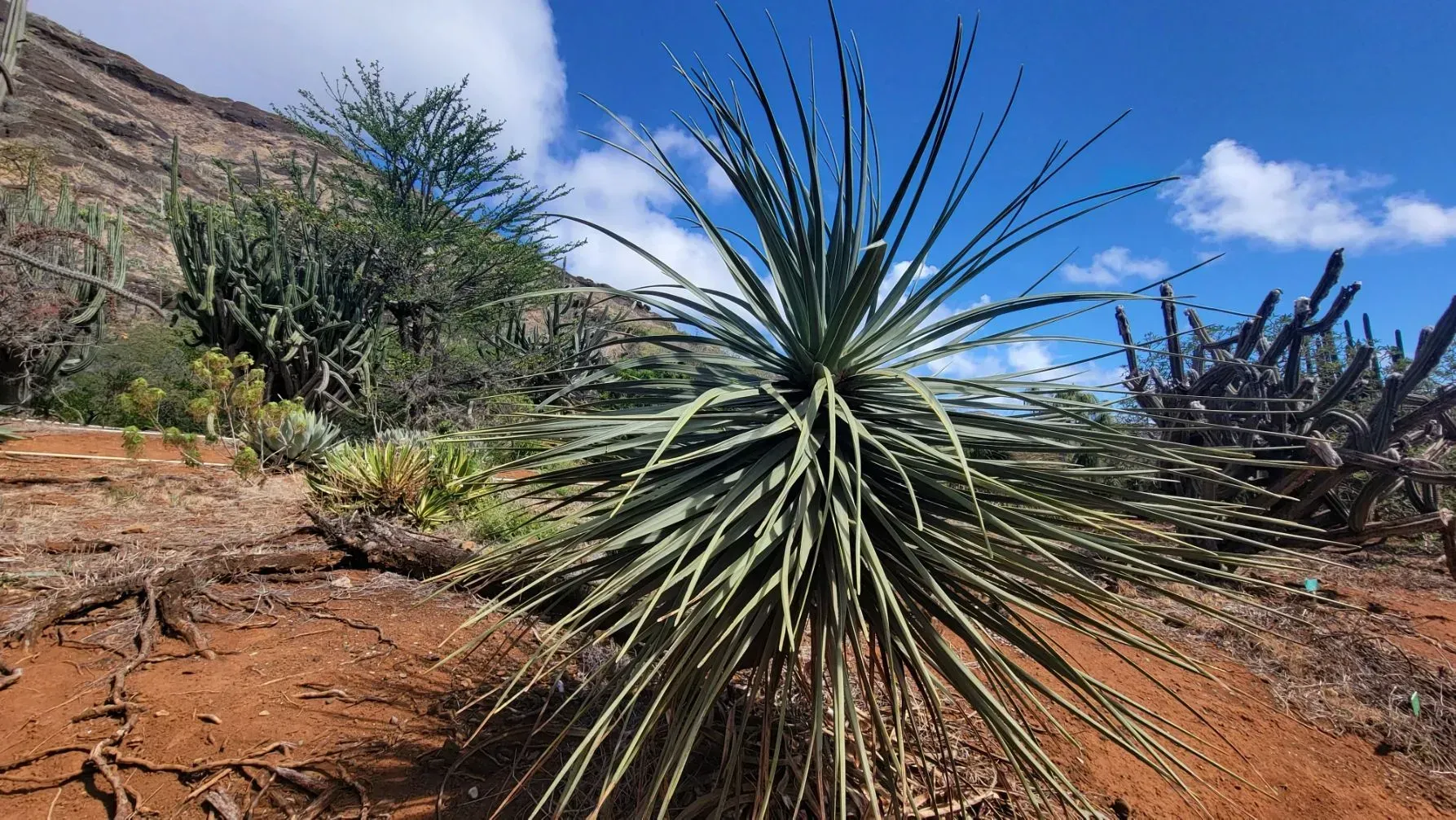A spiky plant with long, thin leaves in a desert landscape, surrounded by other cacti, red dirt, and a blue sky.