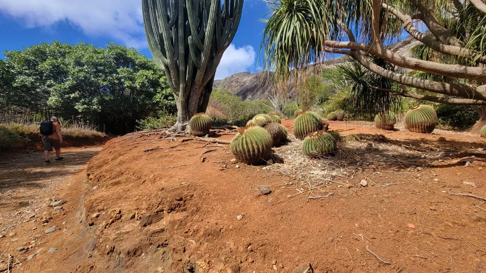 A person walks along a red dirt path in a botanical garden.