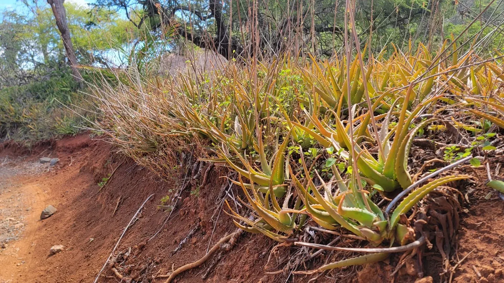 Aloe vera plants with yellow-green leaves grow on a red-brown soil bank, next to dry, brown brush.