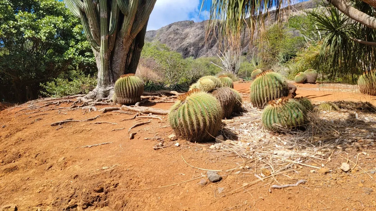 Golden barrel cacti clustered on reddish-brown soil, with other plants and a mountain in the background.